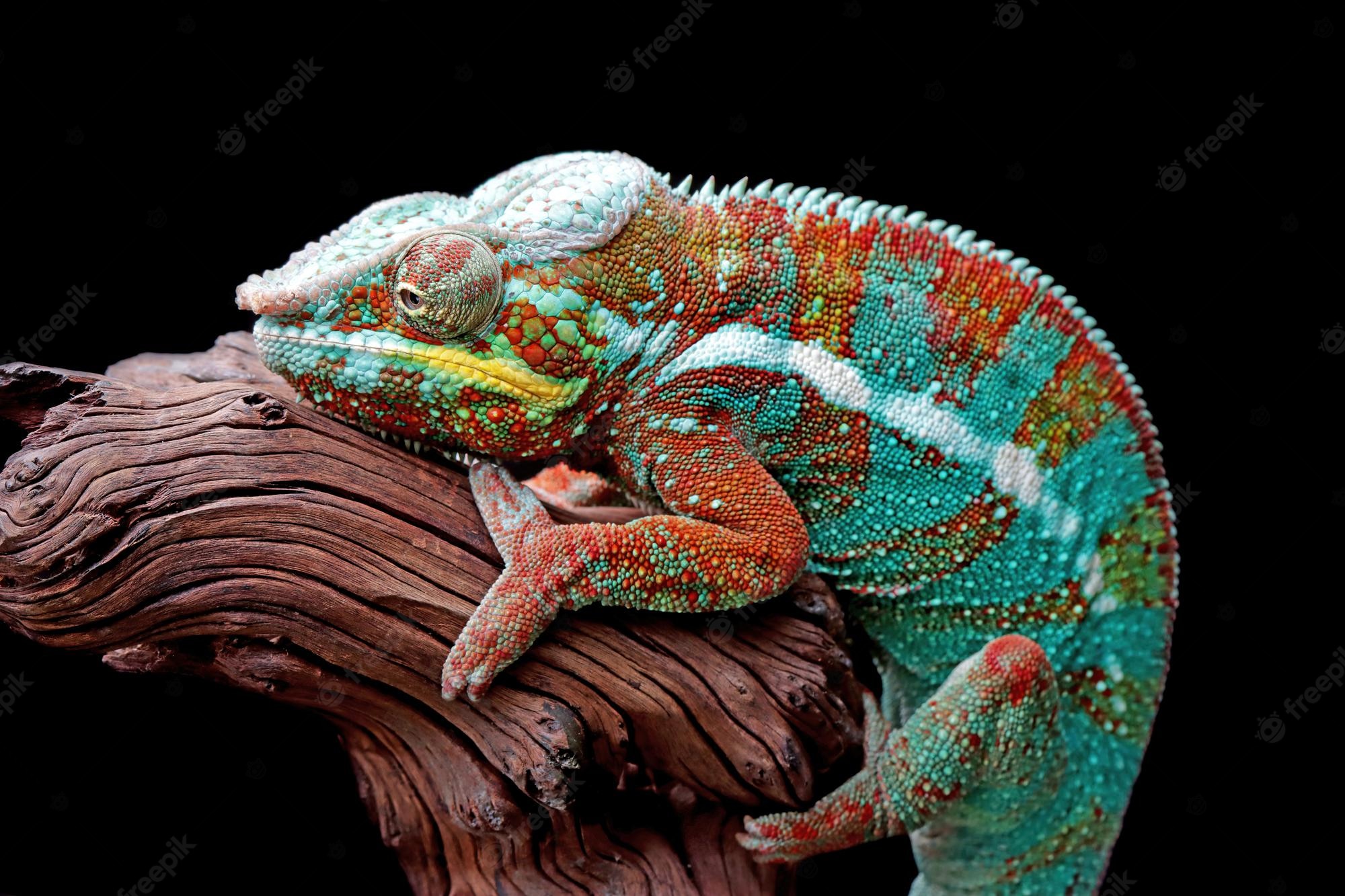 4K Chameleon Wallpapers