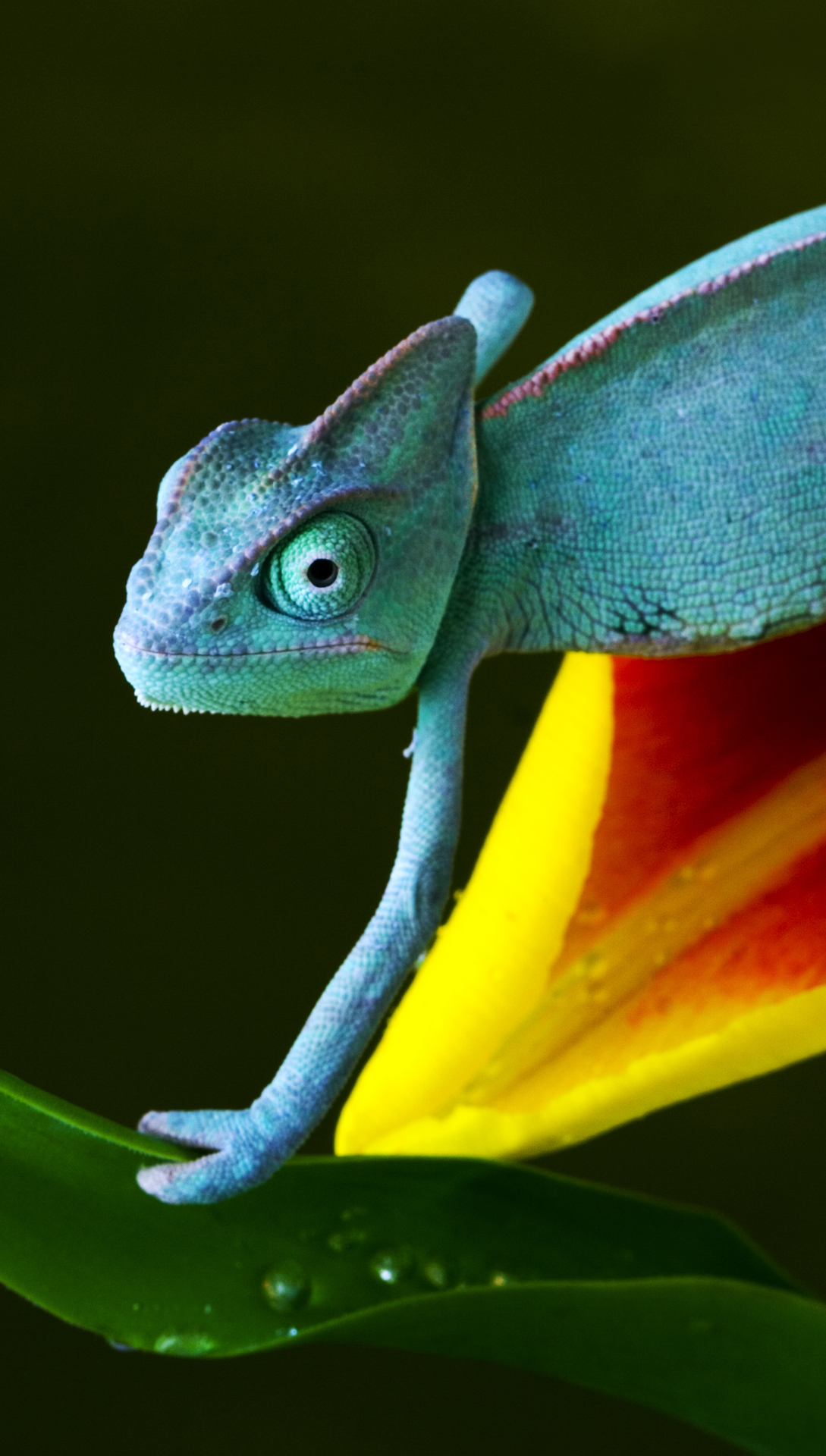 4K Chameleon Wallpapers