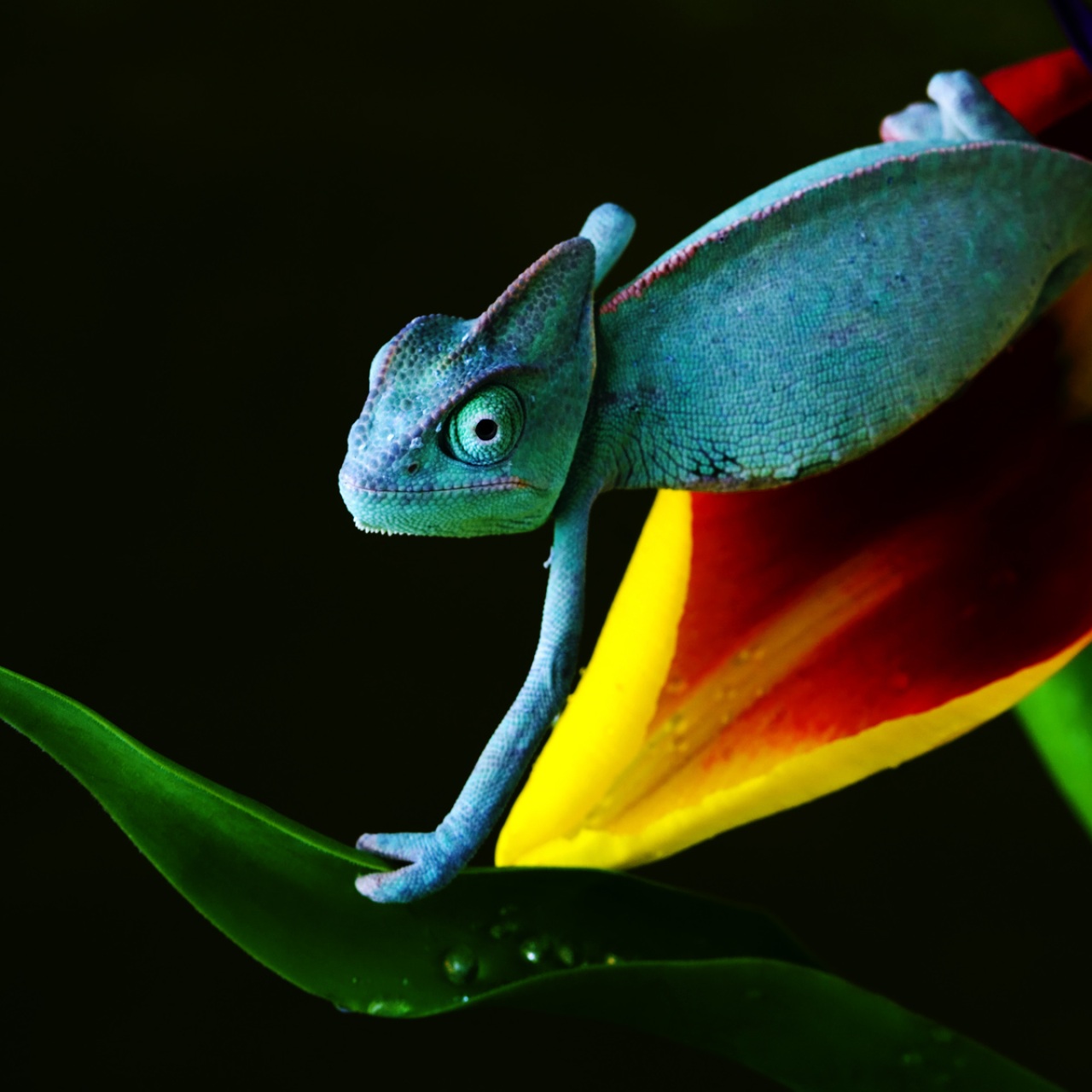 4K Chameleon Wallpapers