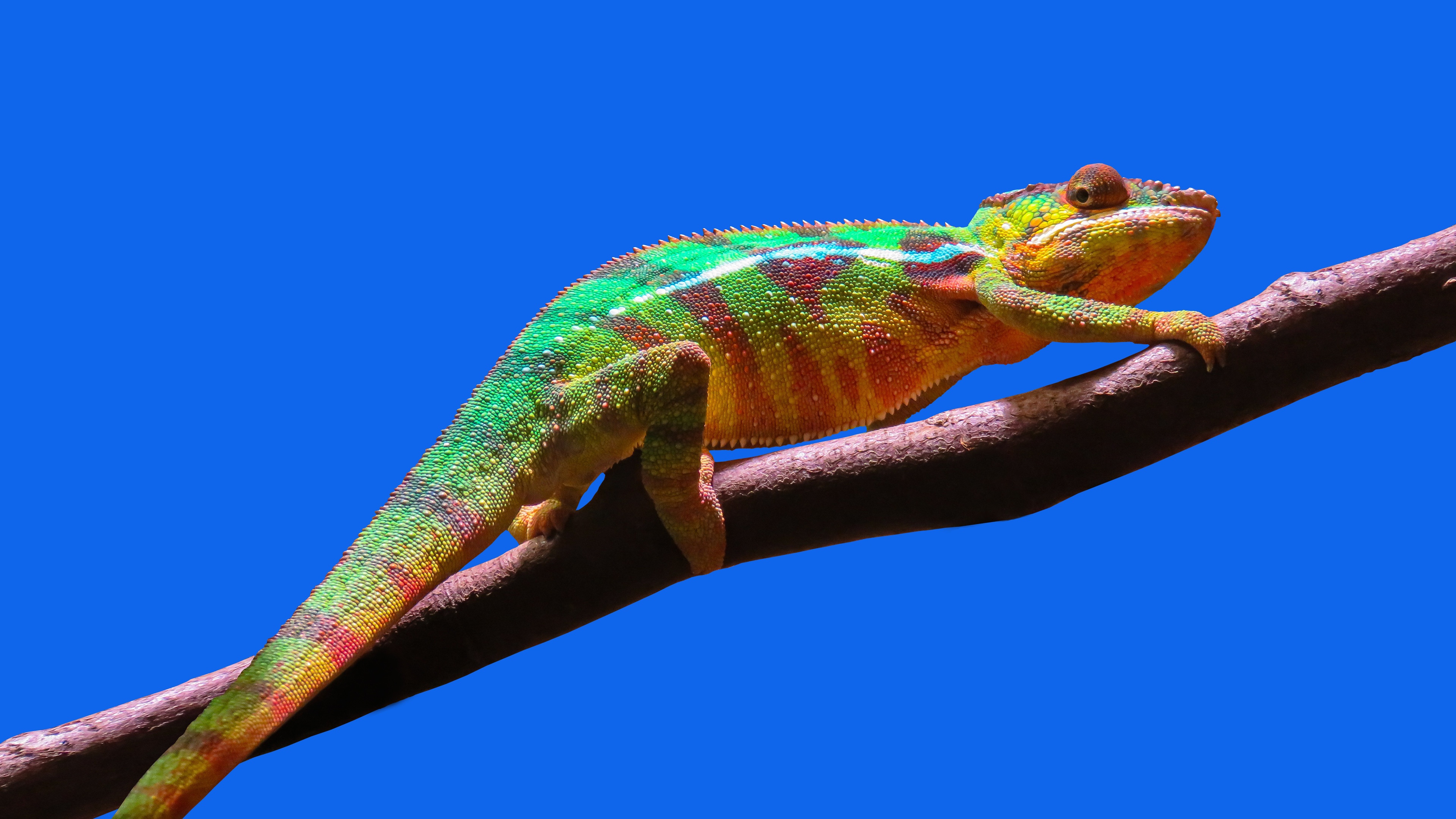 4K Chameleon Wallpapers