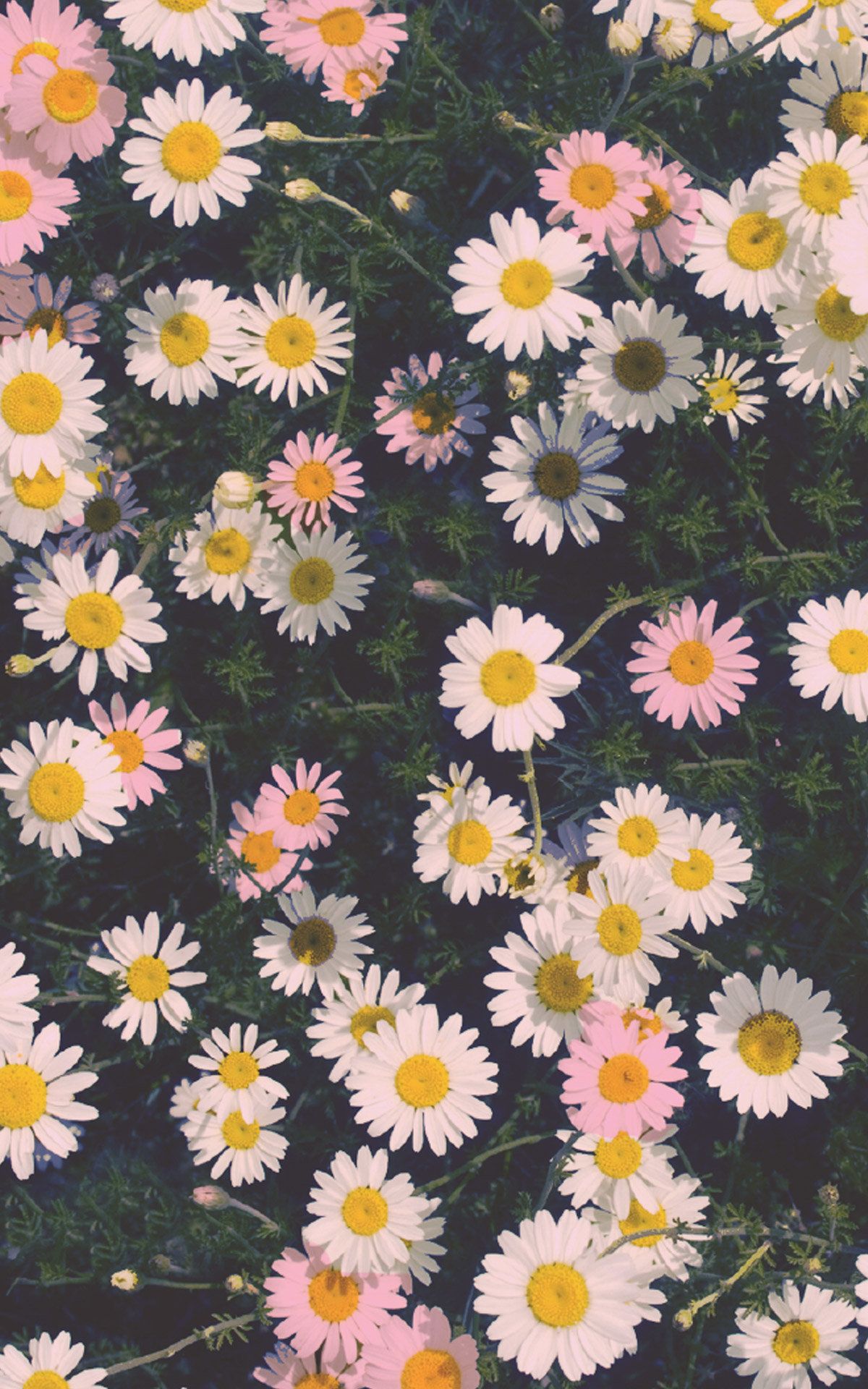 4K Flower Iphone X Wallpapers