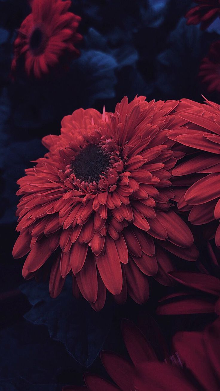 4K Flower Iphone X Wallpapers