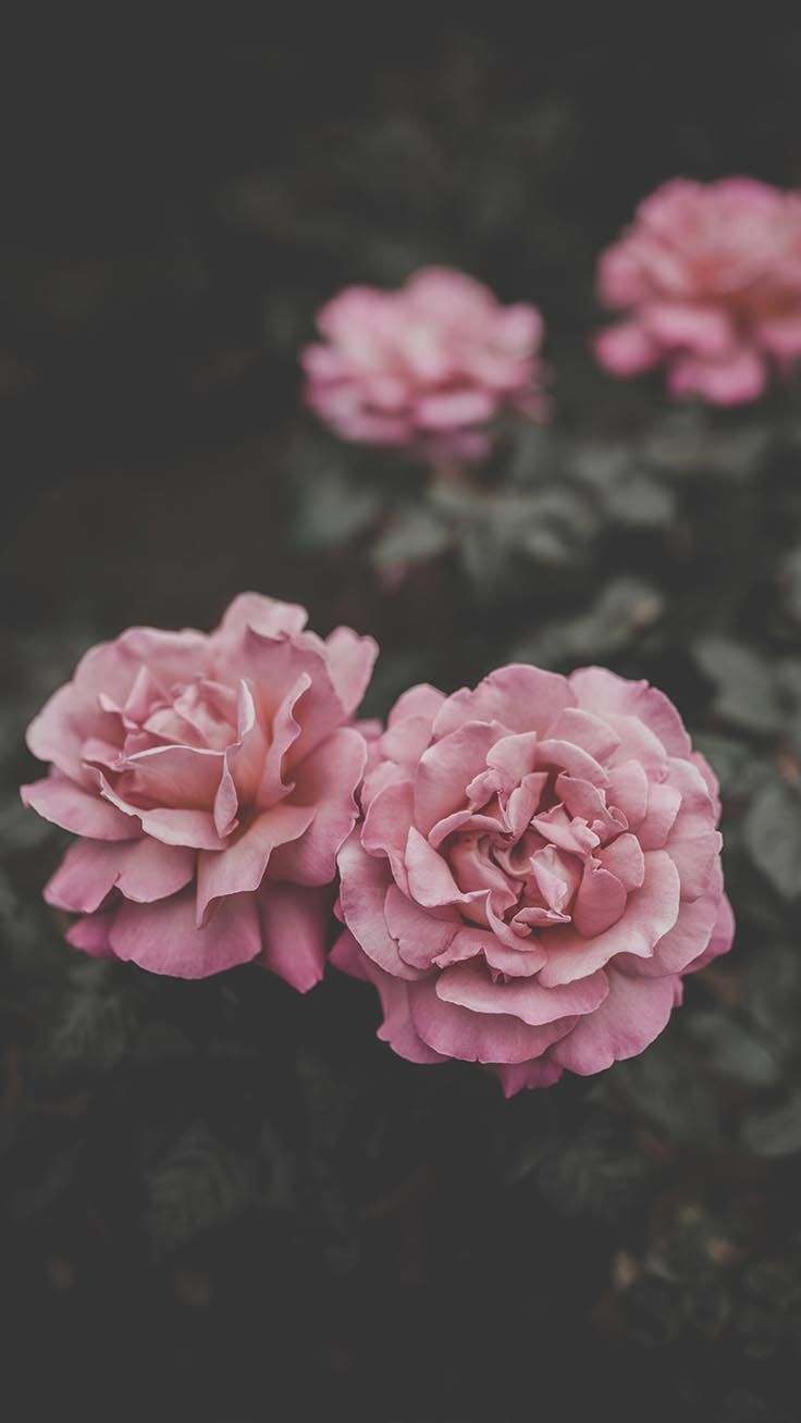 4K Flower Iphone X Wallpapers