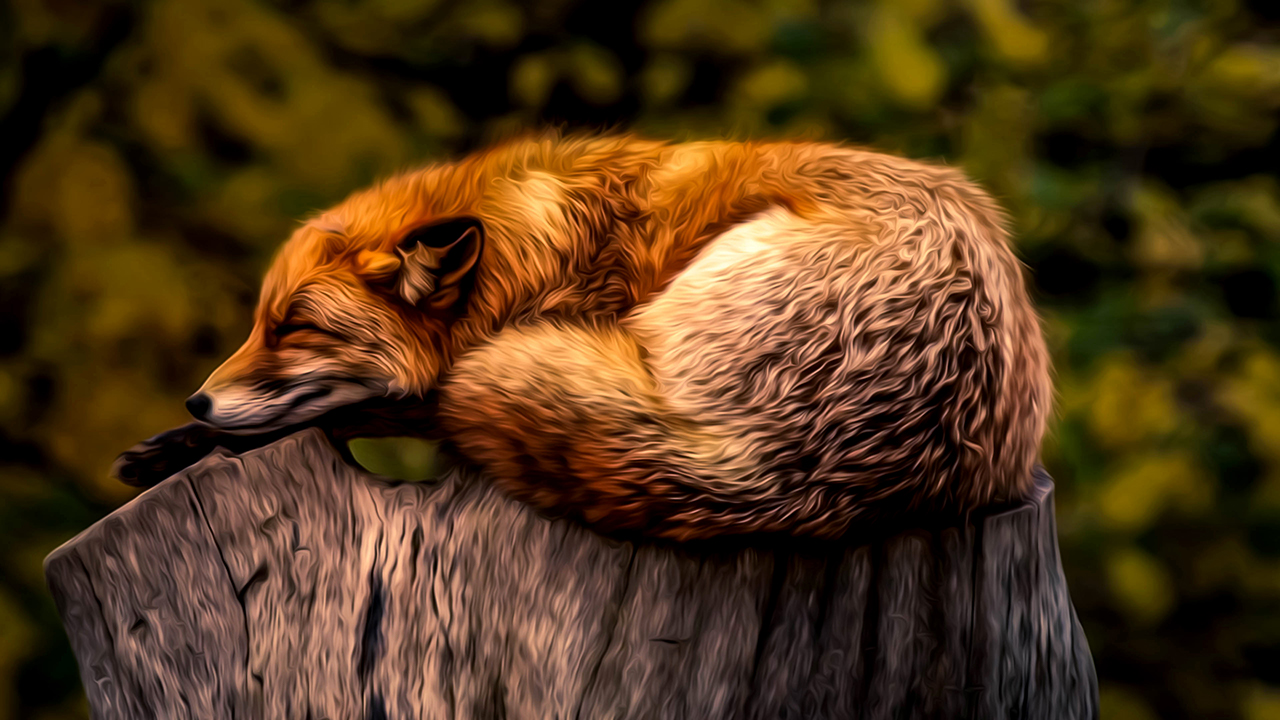 4K Fox Wallpapers