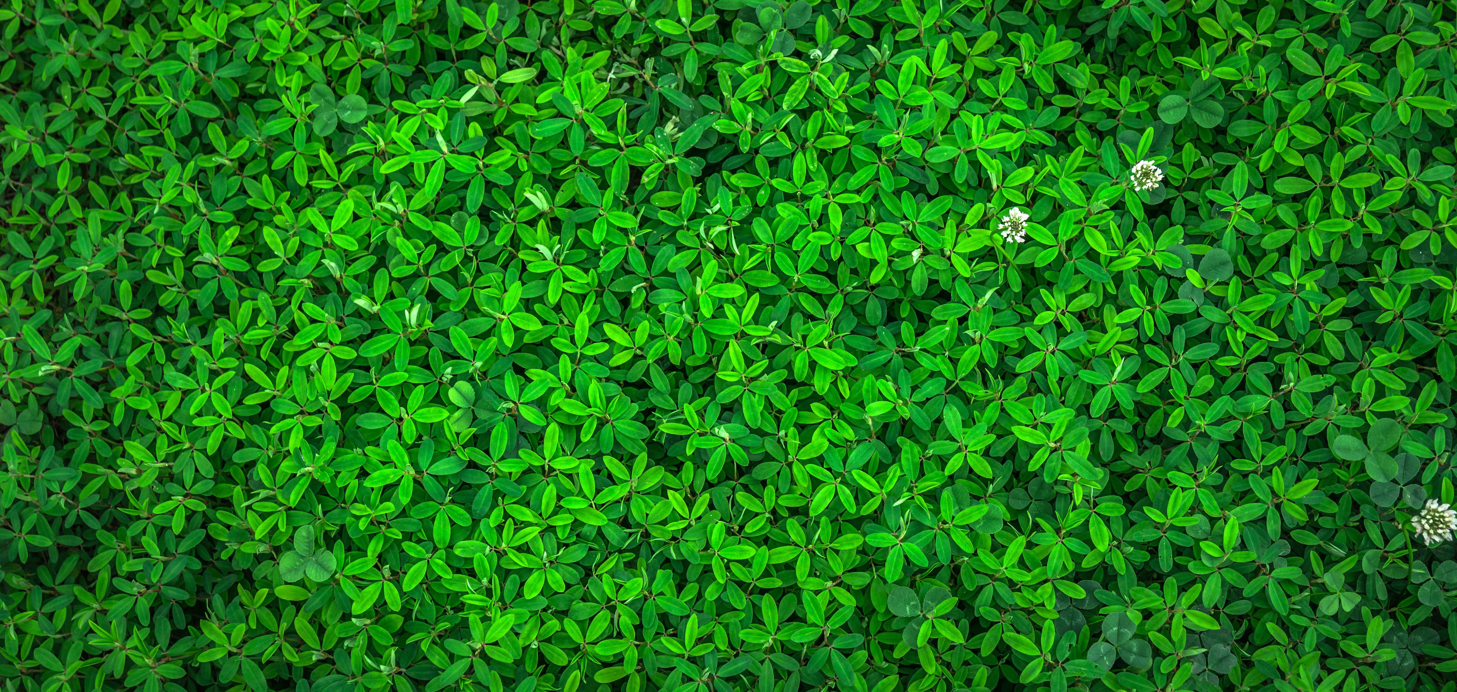 4K Green Wallpapers