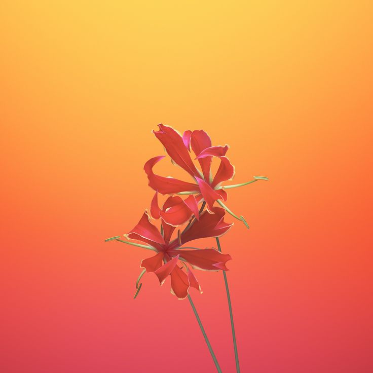 4K Iphone 11 Flowers Wallpapers