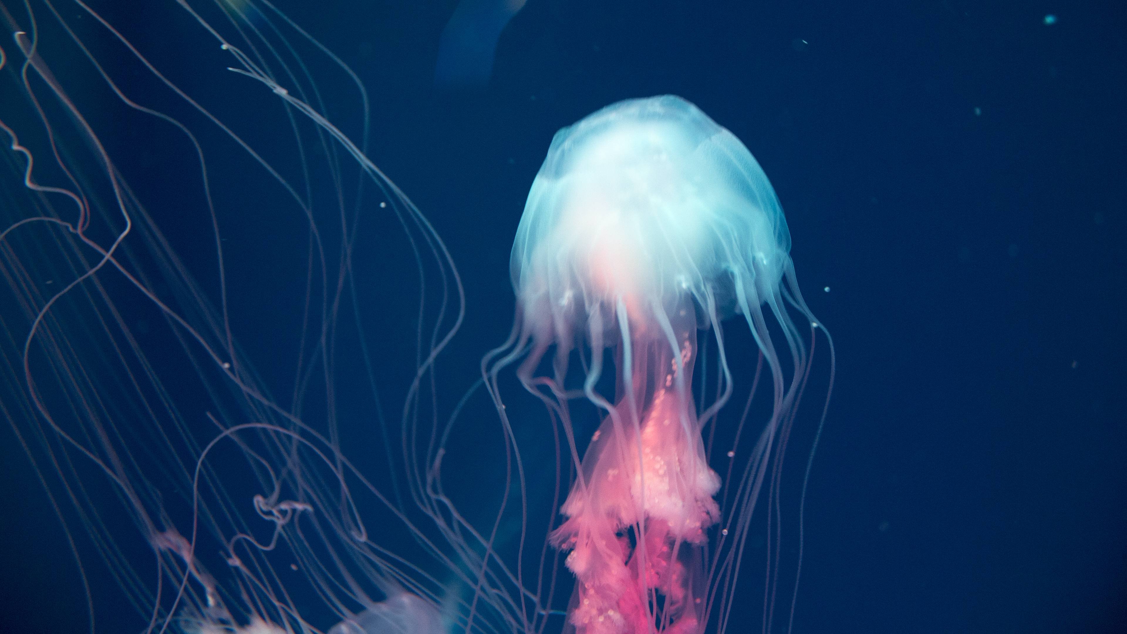 4K Jellyfish Wallpapers