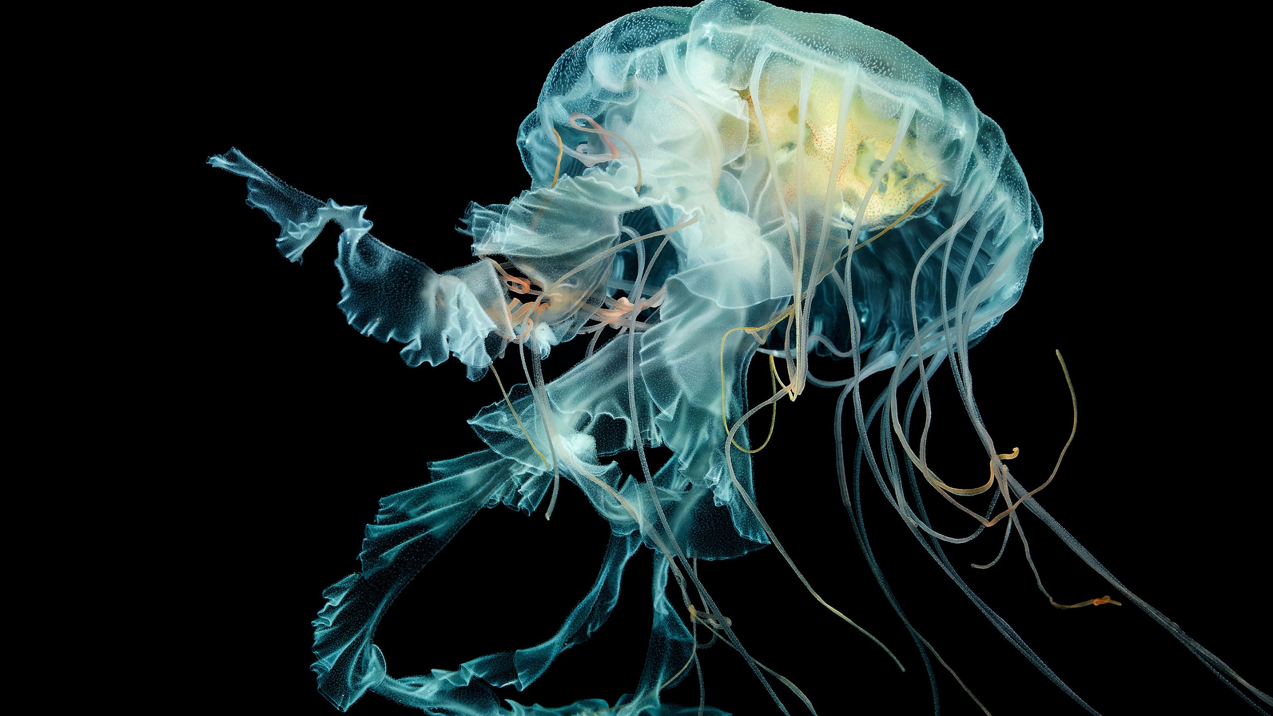 4K Jellyfish Wallpapers