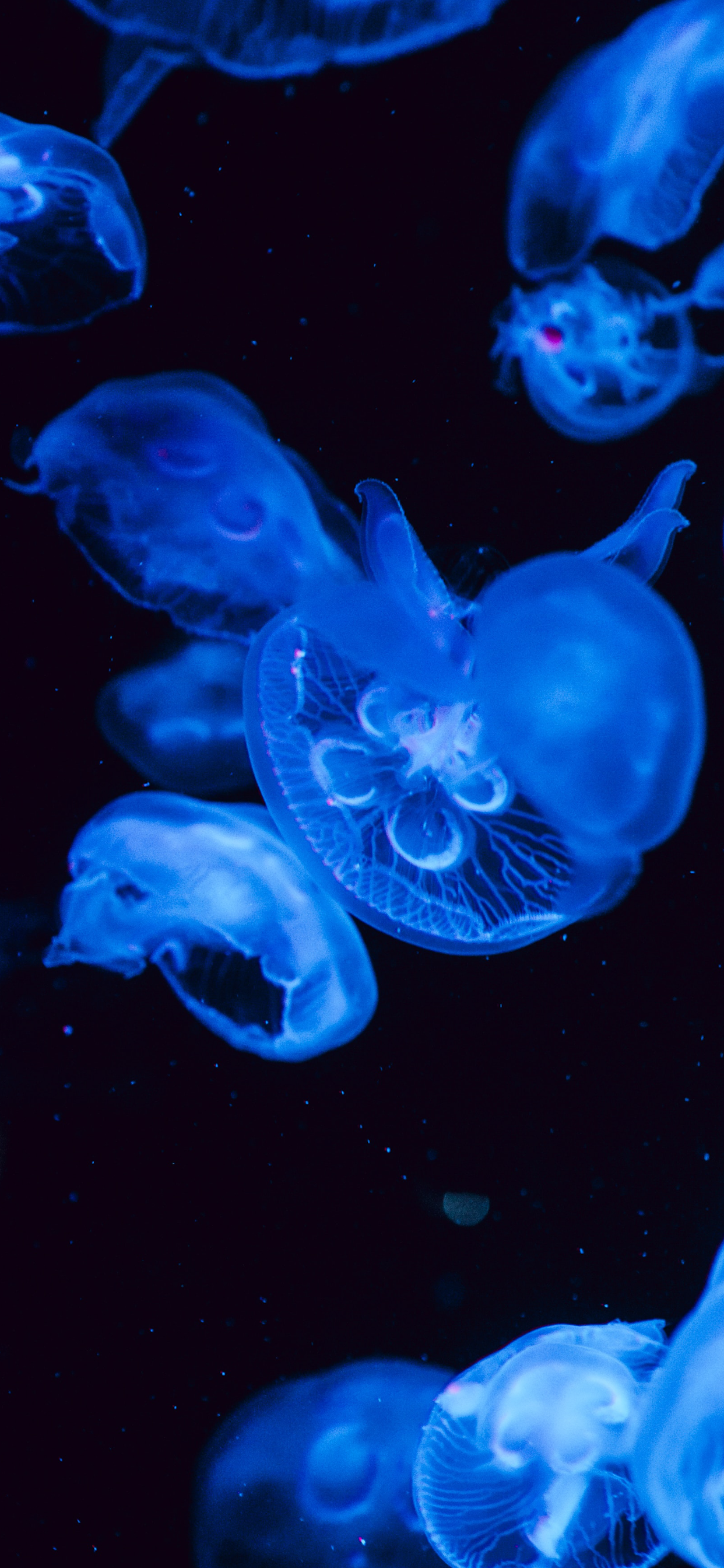 4K Jellyfish Wallpapers