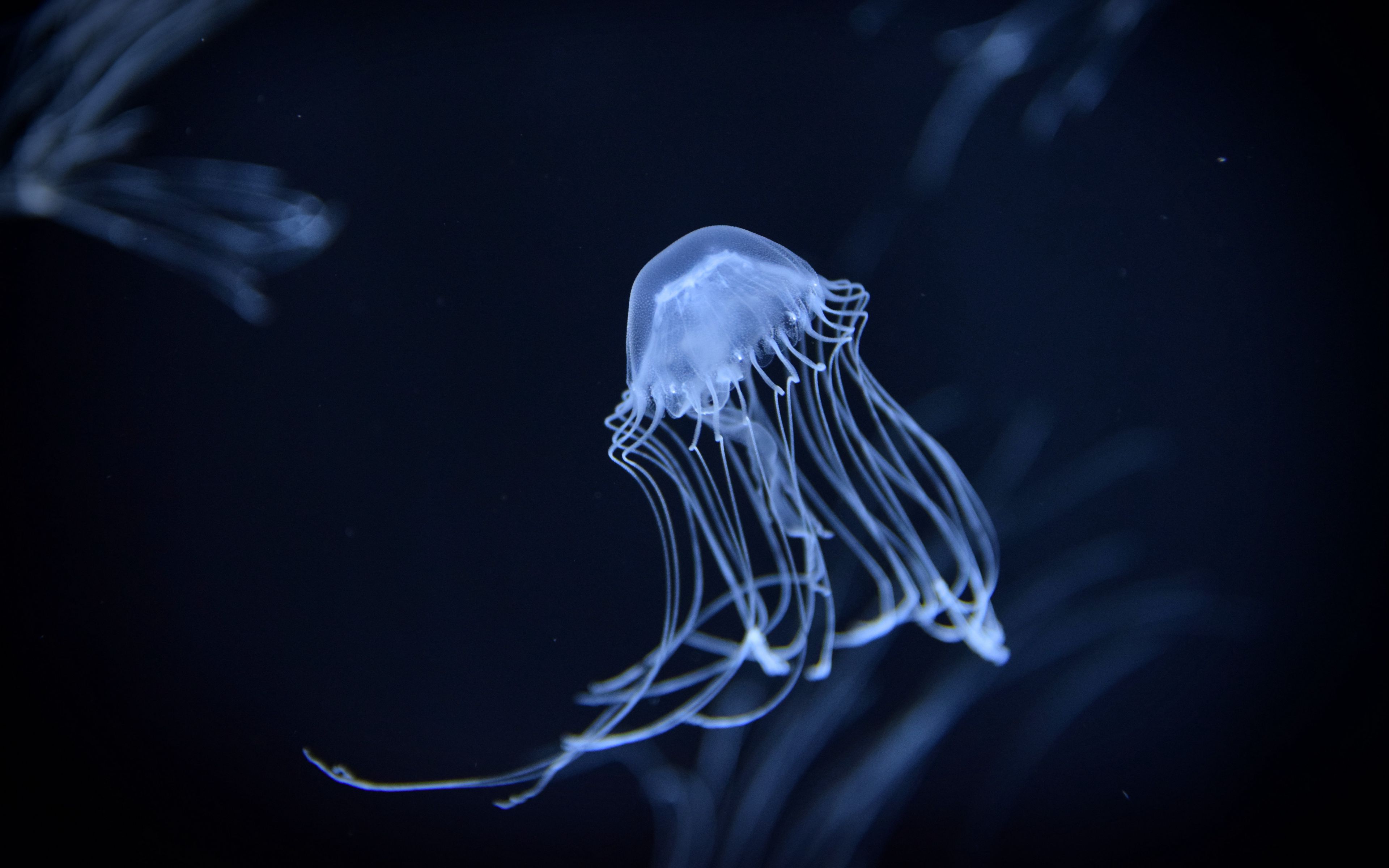 4K Jellyfish Wallpapers