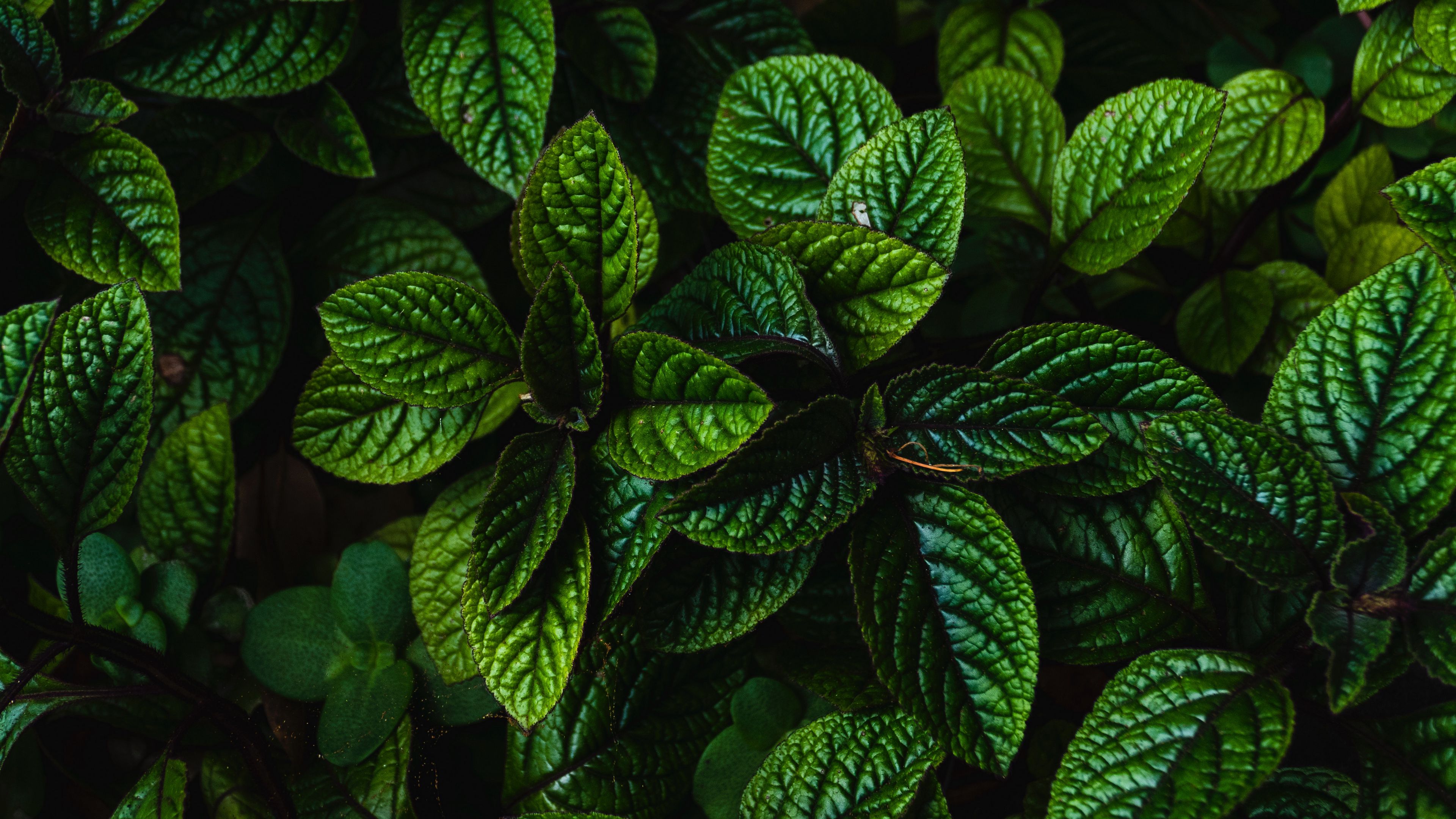 4K Plant Wallpapers