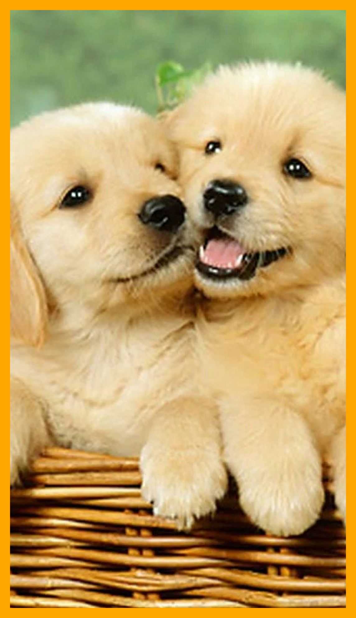 4K Puppy Wallpapers