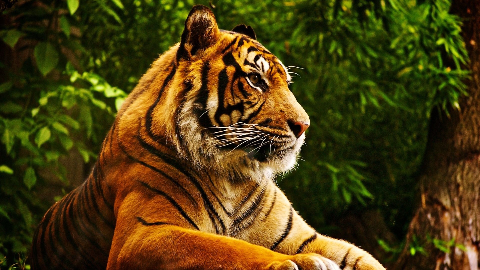 4K Tiger Wallpapers