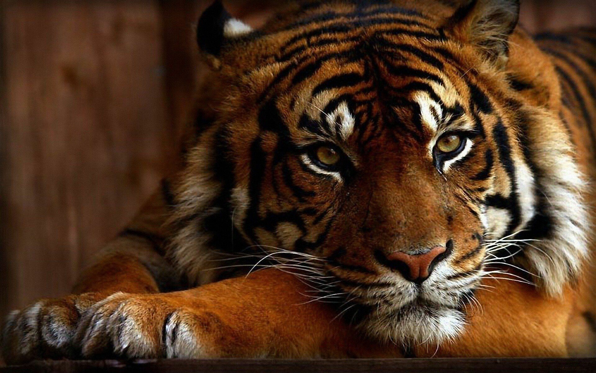 4K Tiger Wallpapers