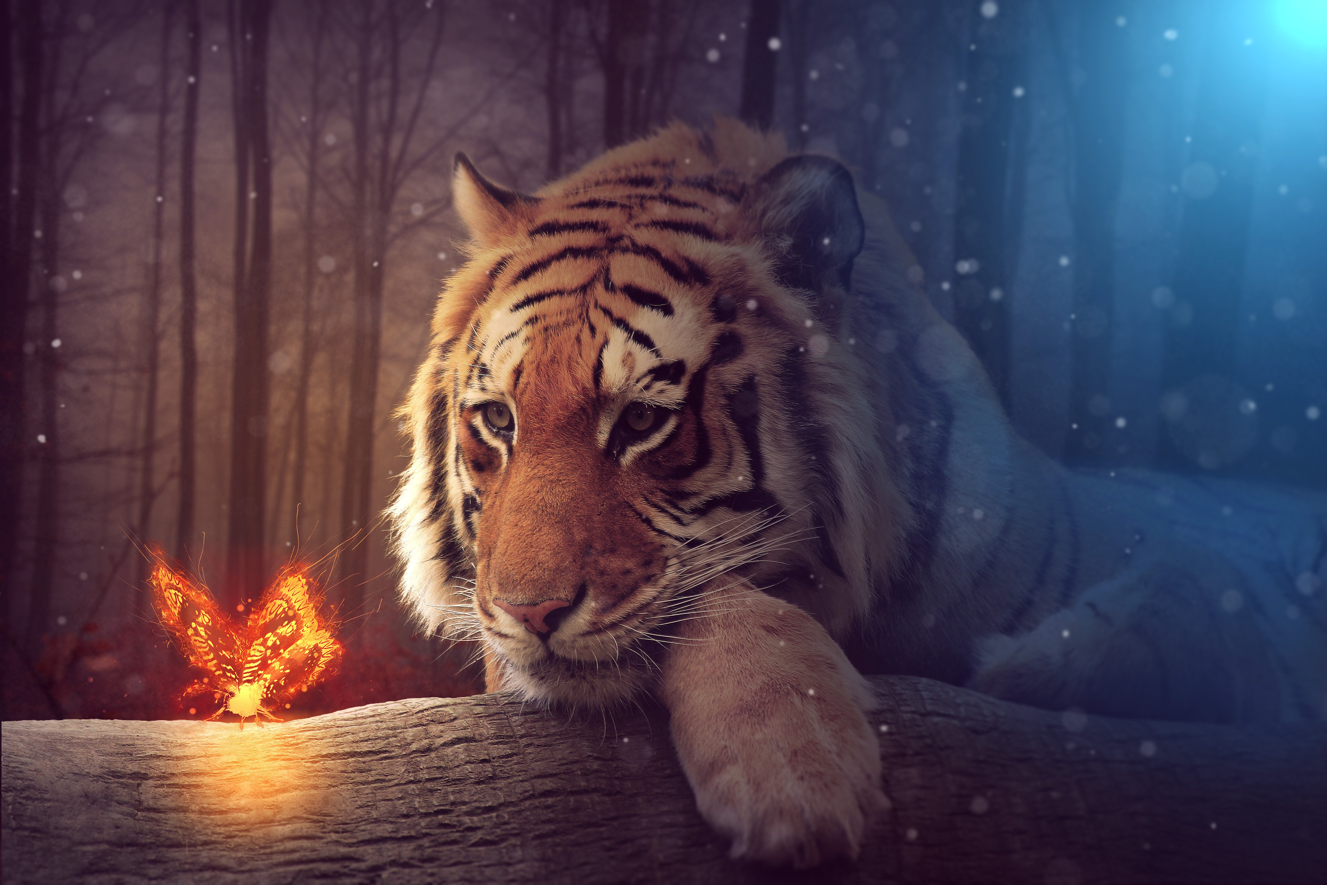 4K Tiger Wallpapers