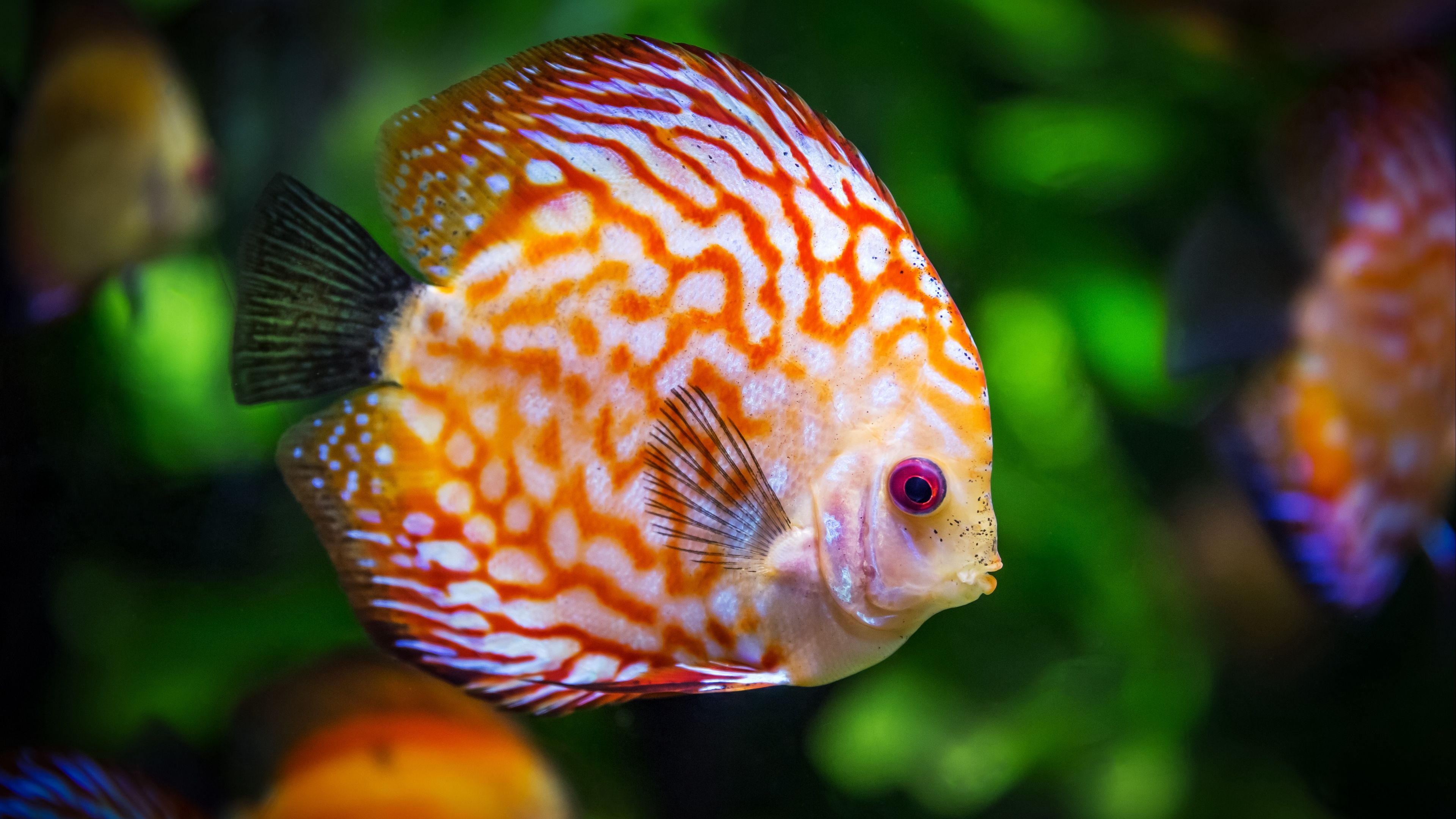 4K Ultra Hd Fish Wallpapers