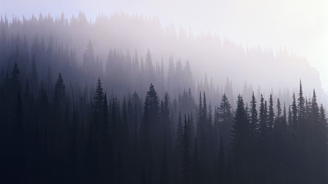 4K Ultra High Resolution Forest Wallpapers