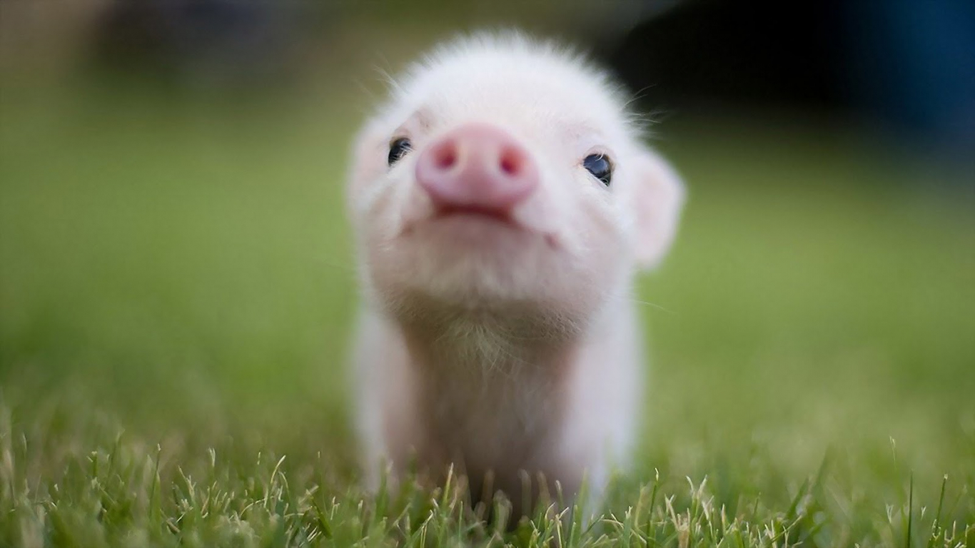 Adorable Baby Pigs Wallpapers