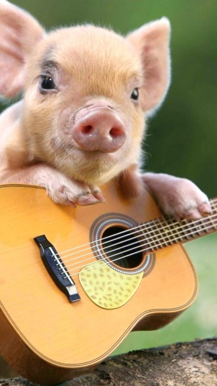 Adorable Baby Pigs Wallpapers