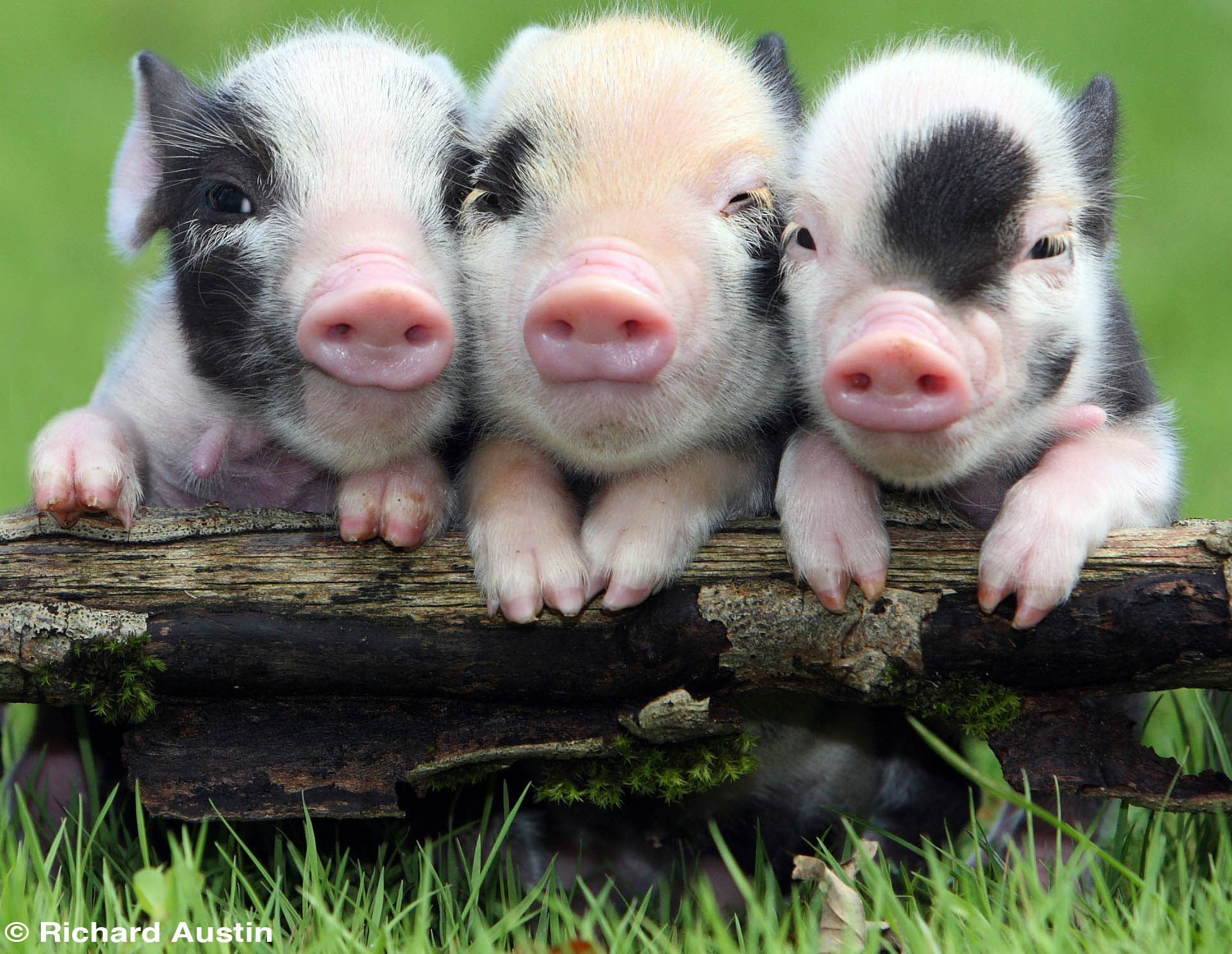 Adorable Baby Pigs Wallpapers