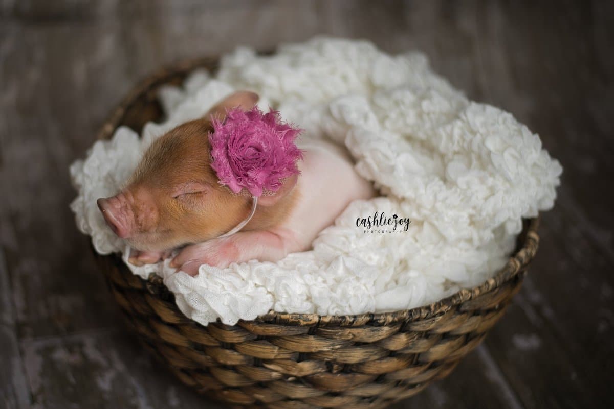 Adorable Baby Pigs Wallpapers
