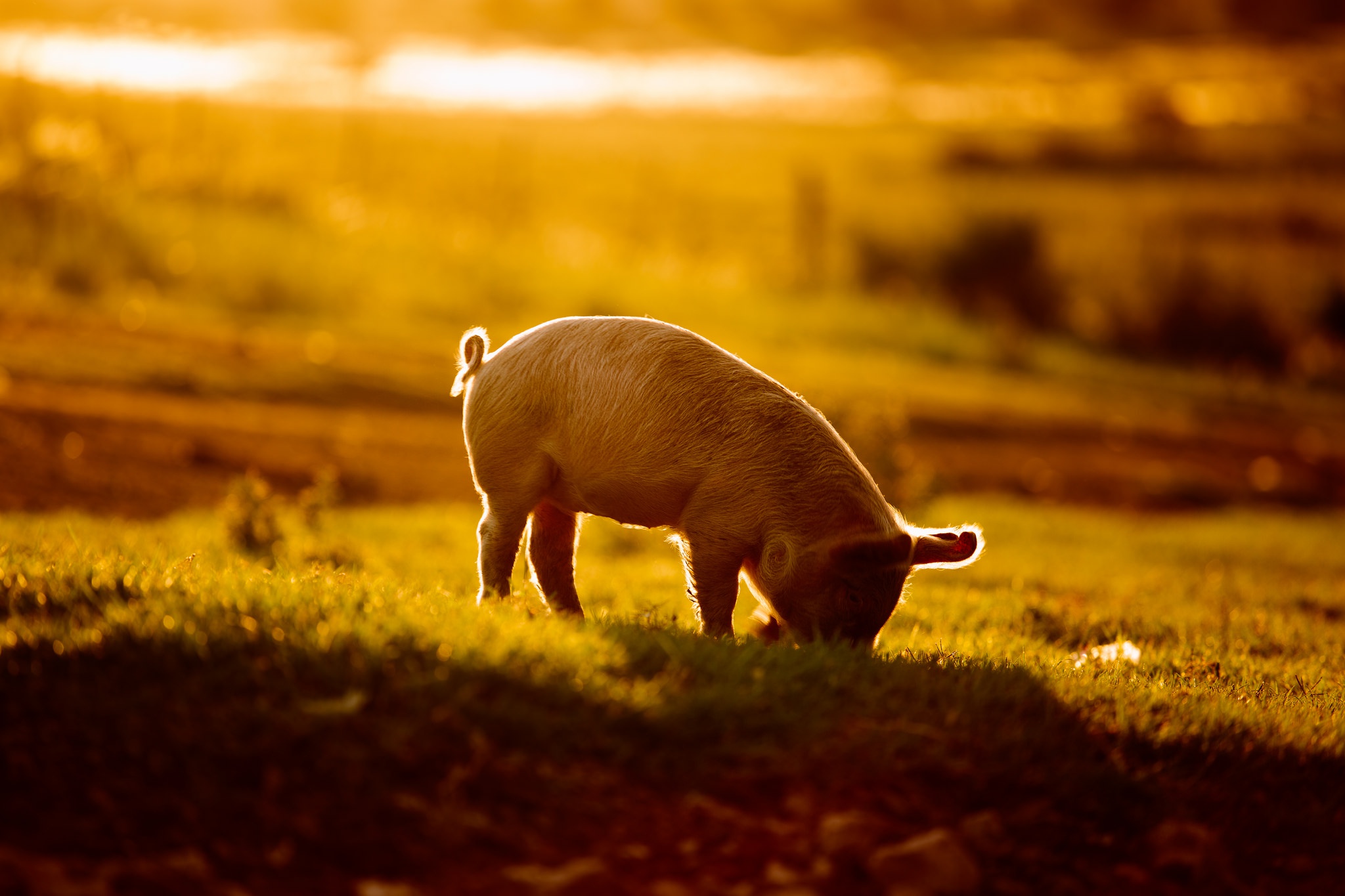 Adorable Baby Pigs Wallpapers