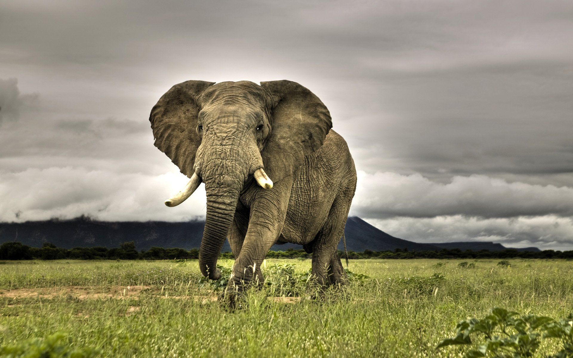 African Elephant Wallpapers