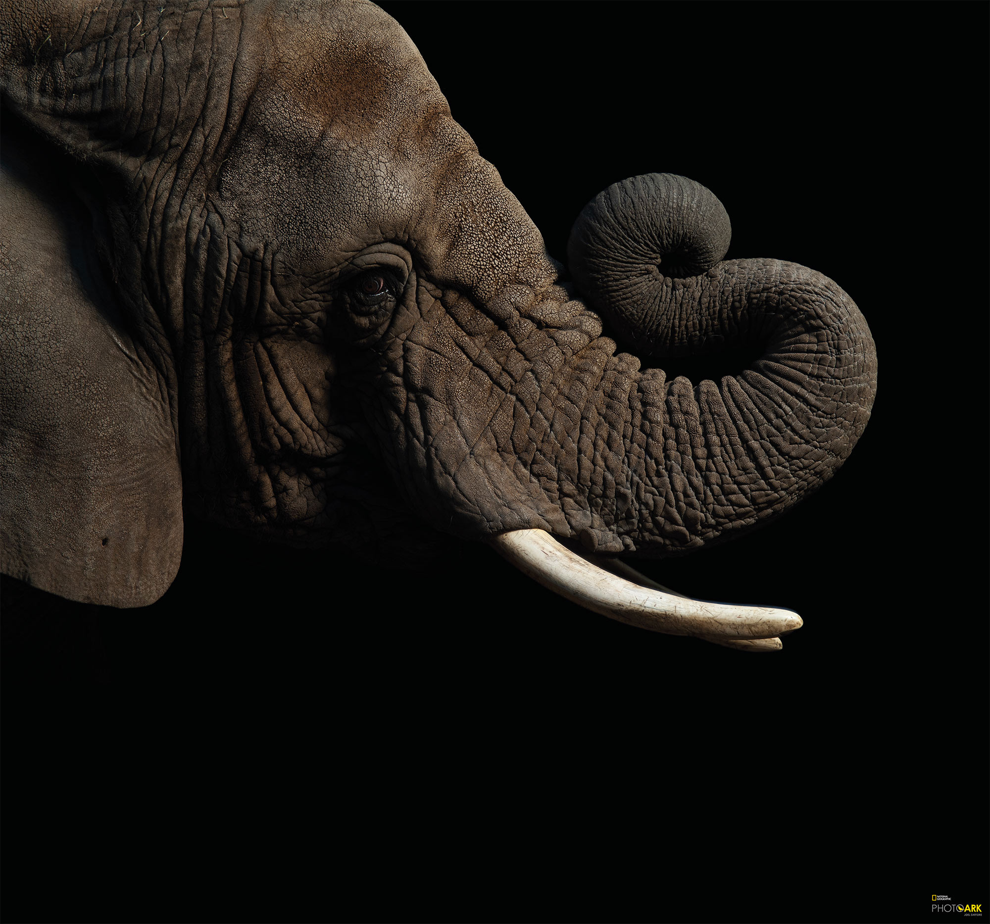 African Elephant Wallpapers