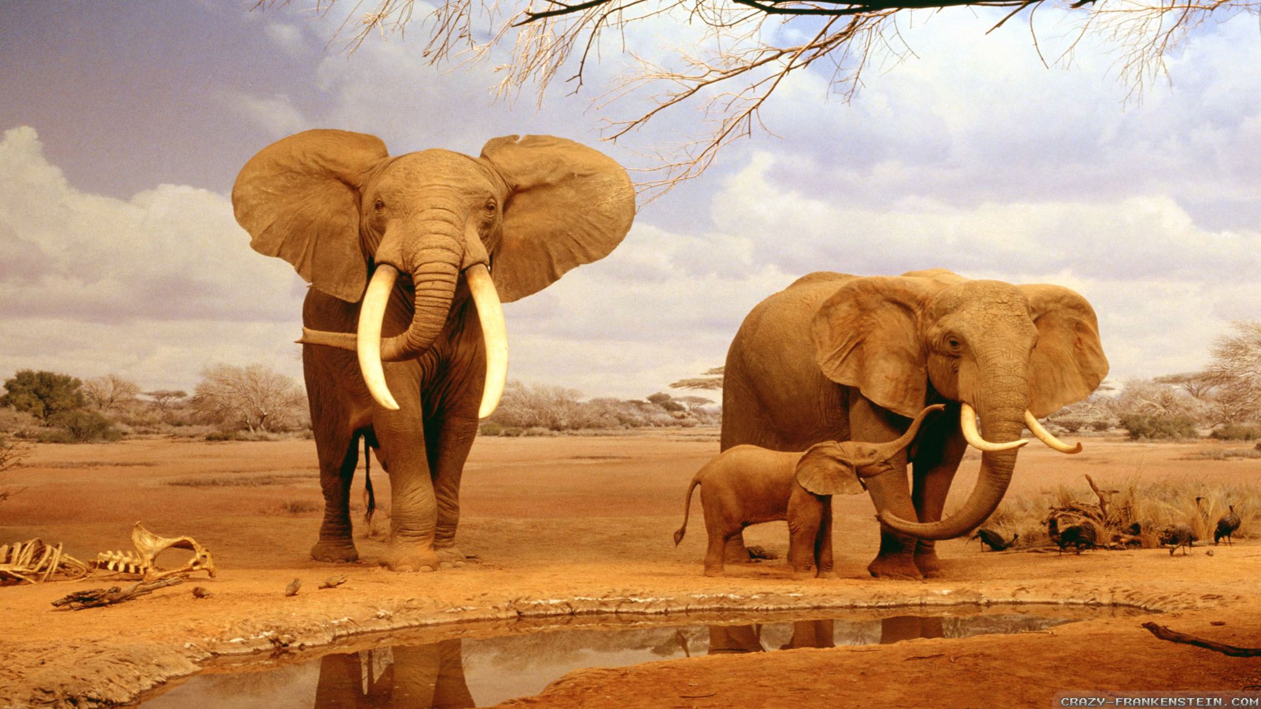 African Elephant Wallpapers