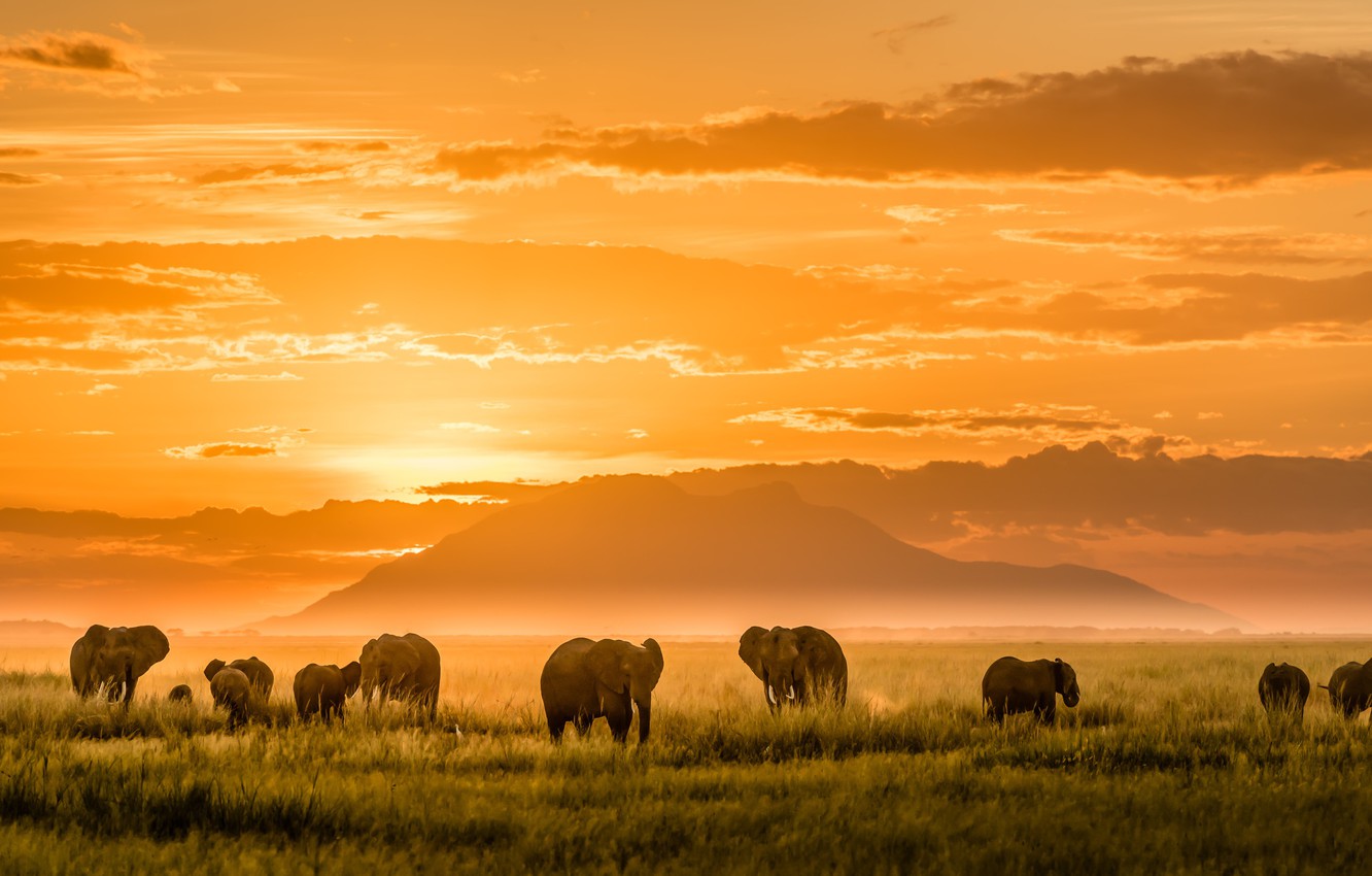 African Elephant Wallpapers