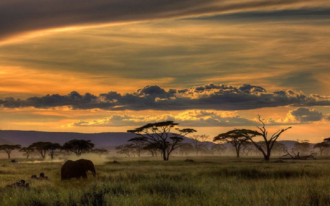 African Safari Wallpapers