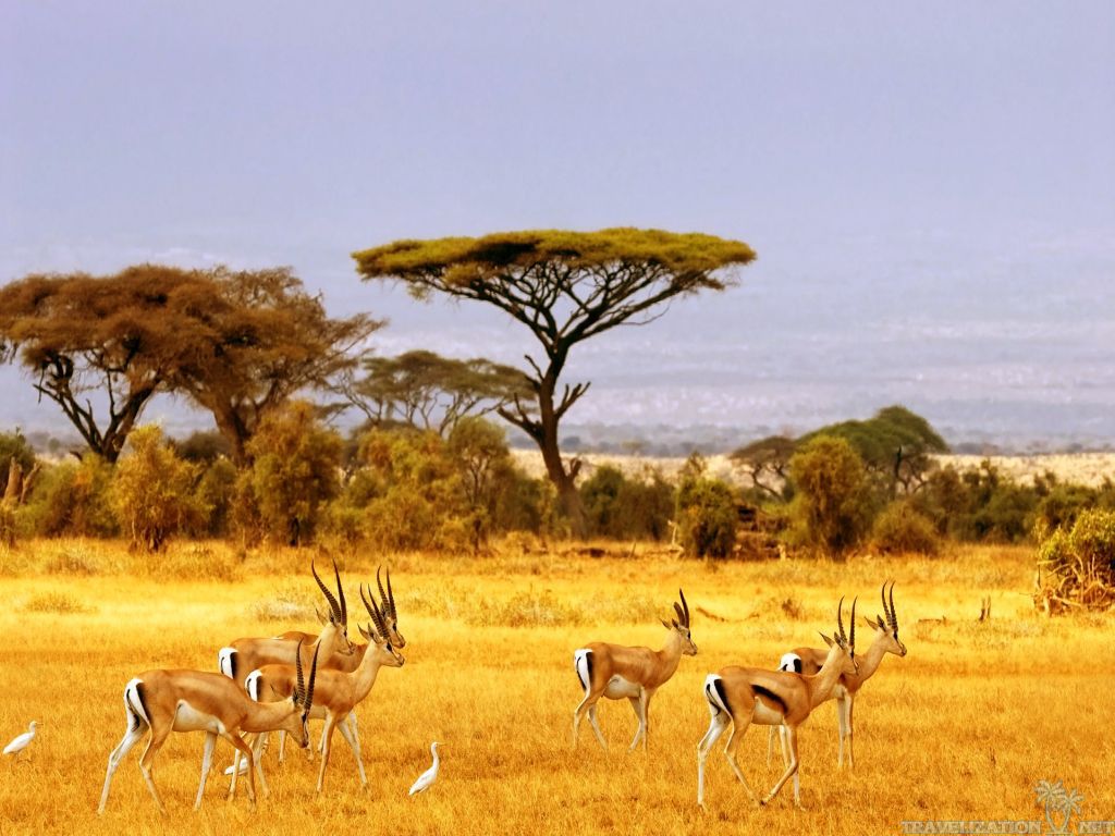 African Safari Wallpapers