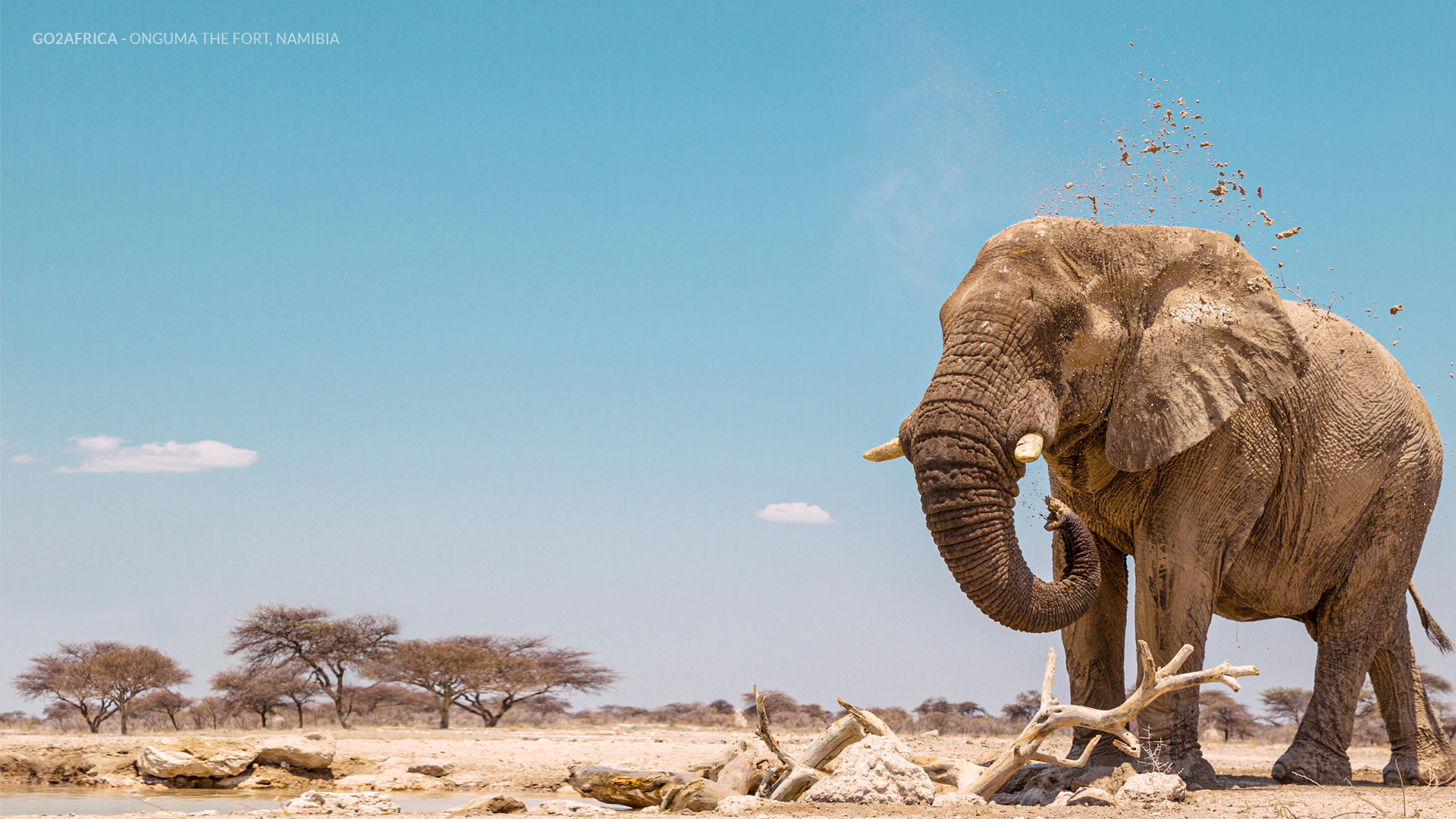 African Safari Wallpapers