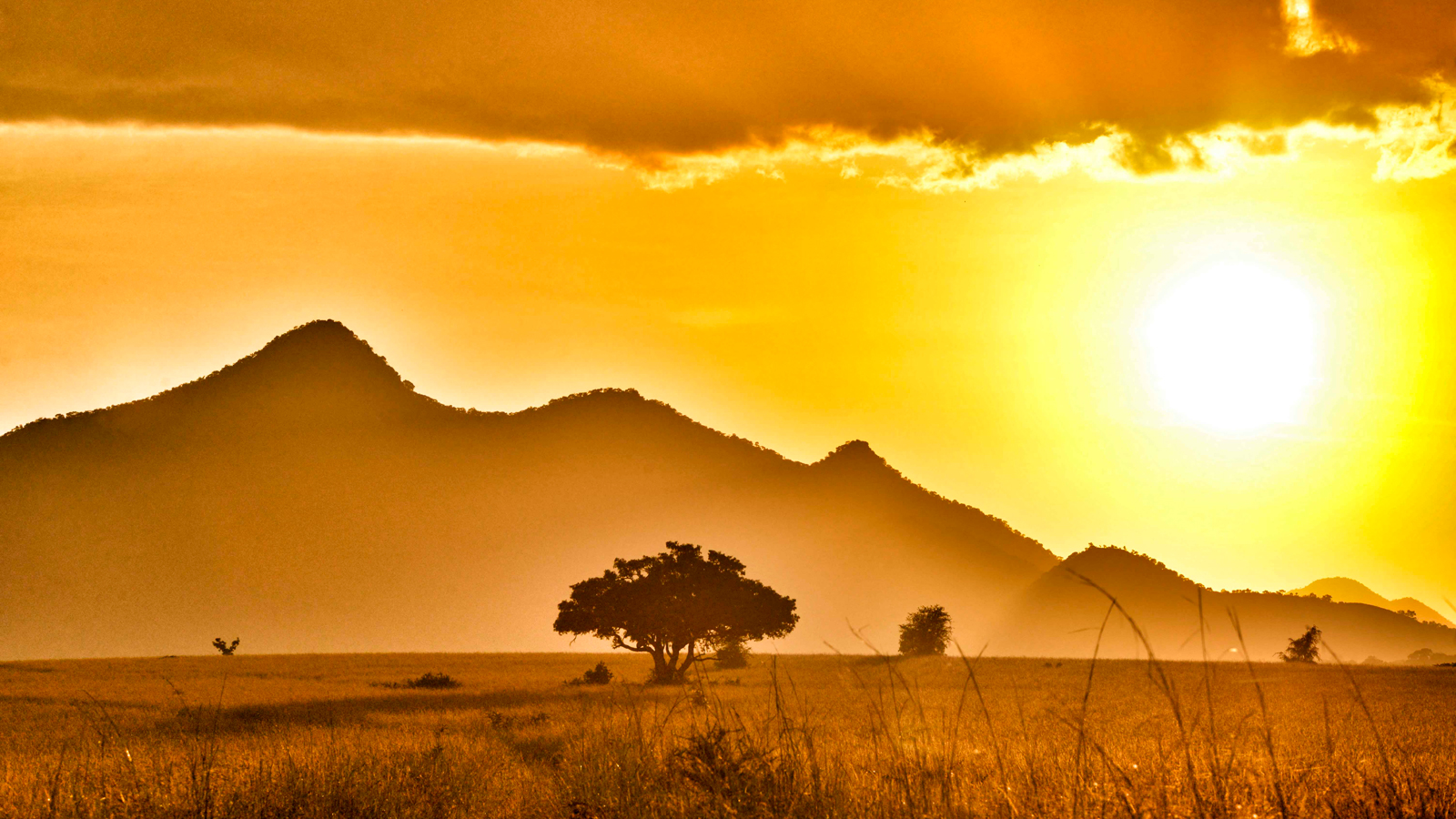 African Safari Wallpapers