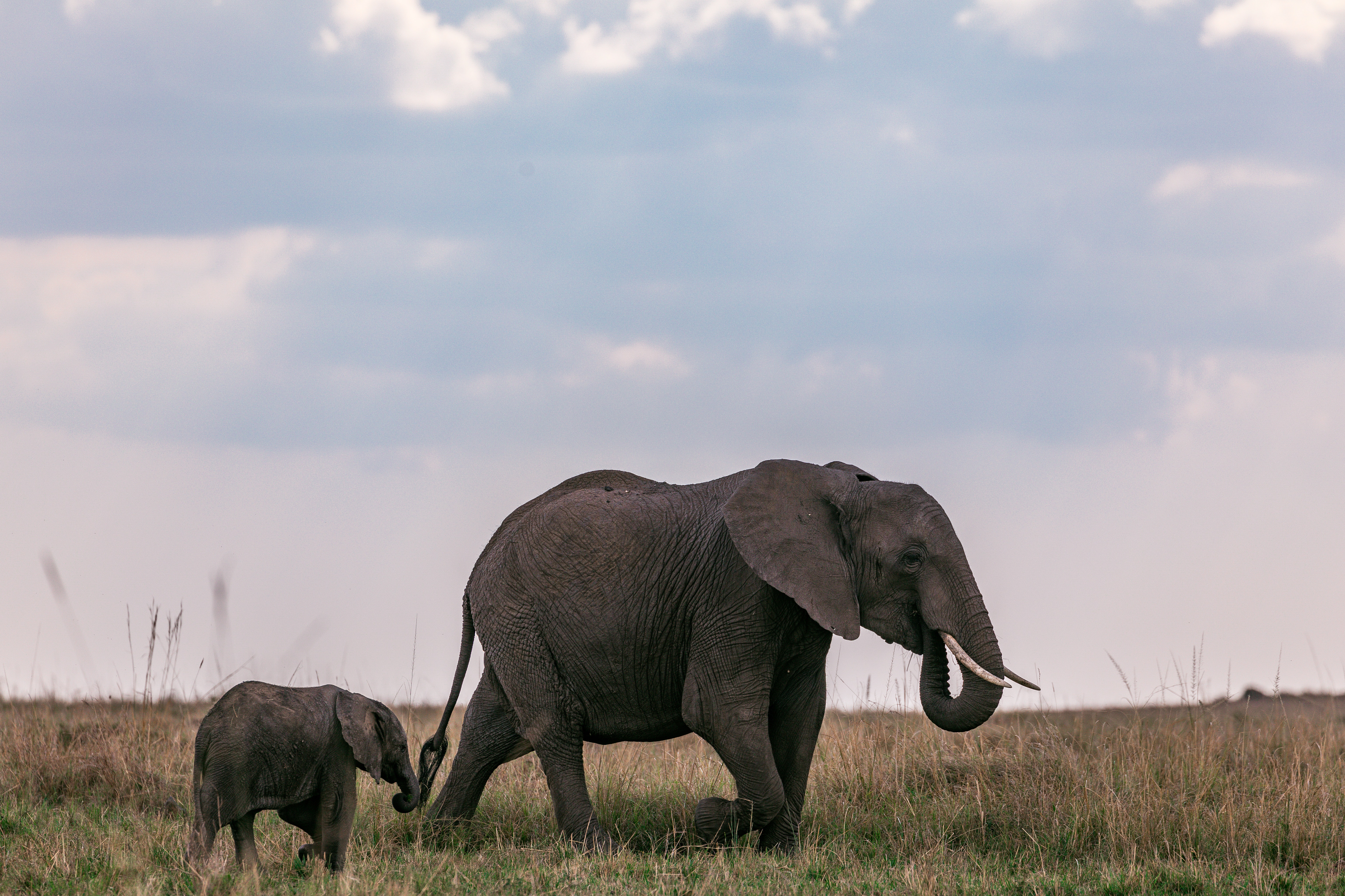 African Safari Wallpapers