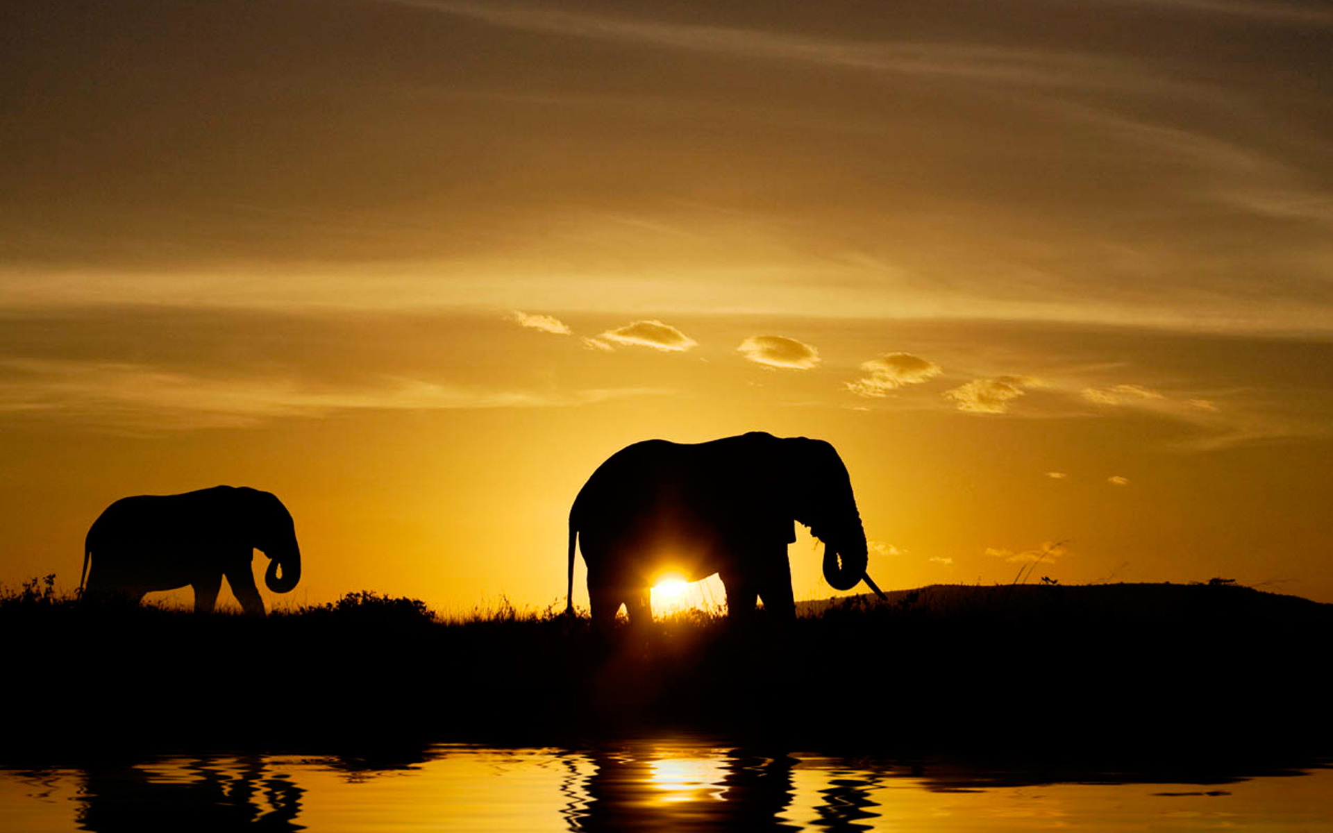 African Safari Wallpapers