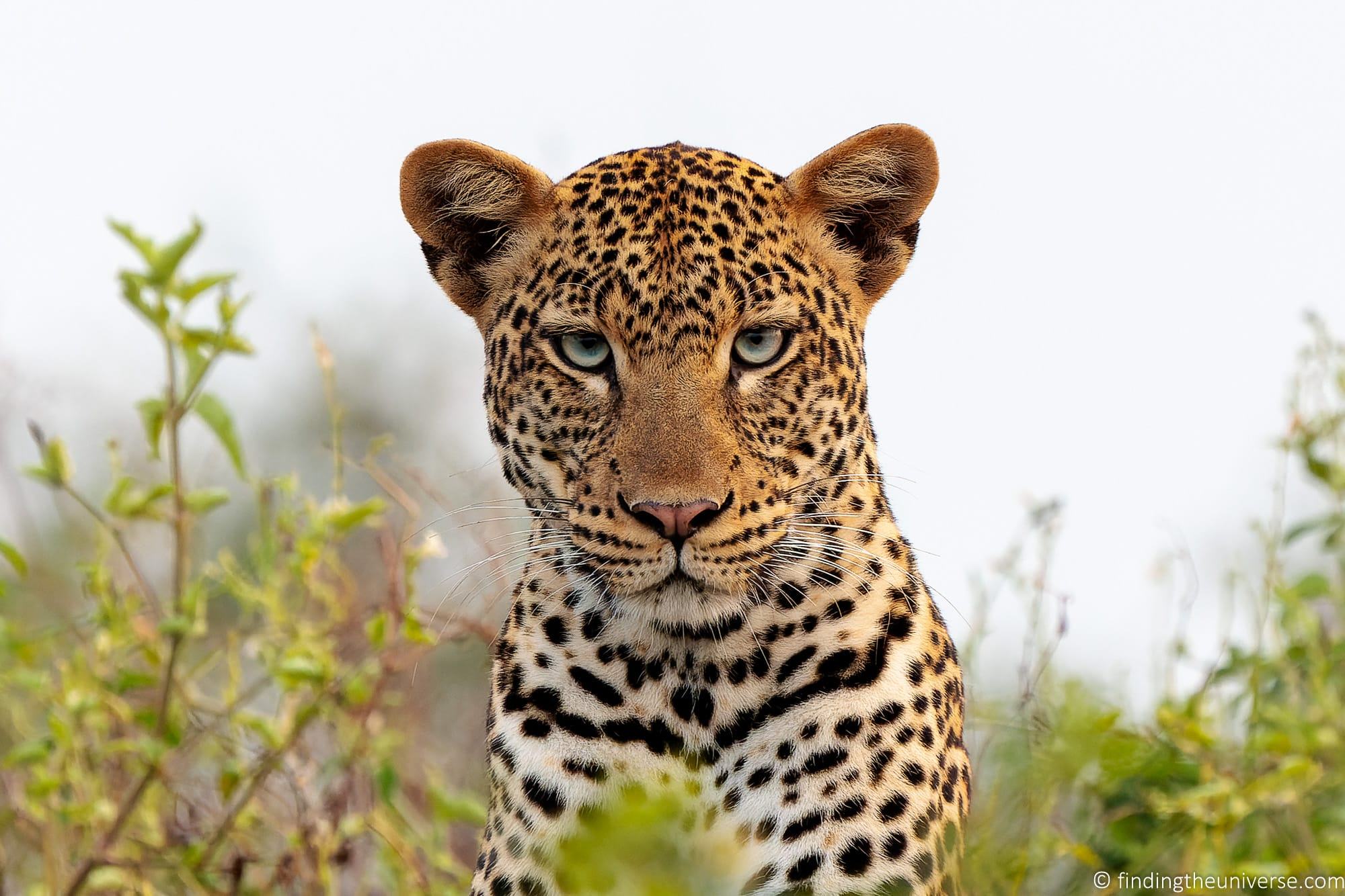 African Safari Wallpapers