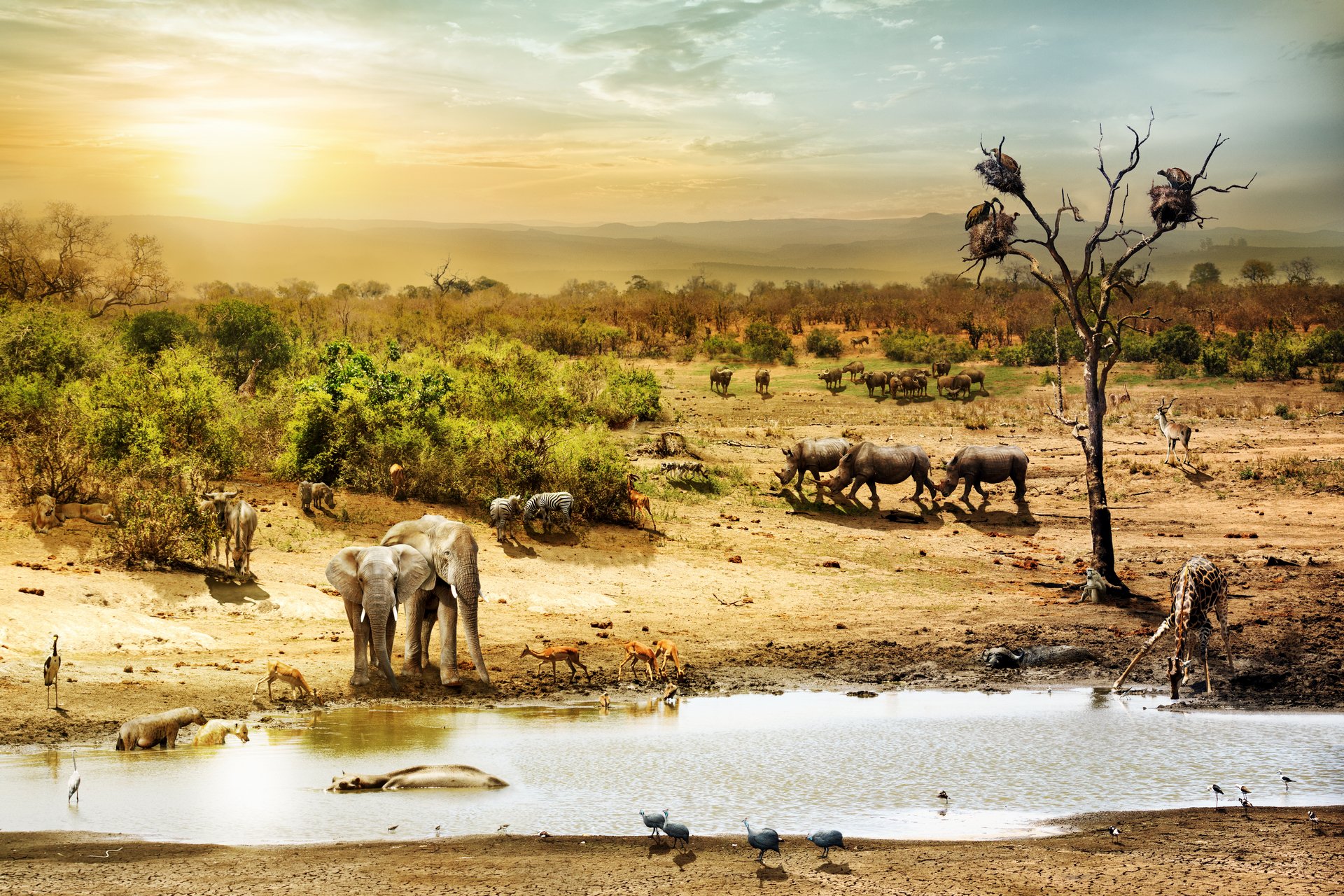 African Safari Wallpapers