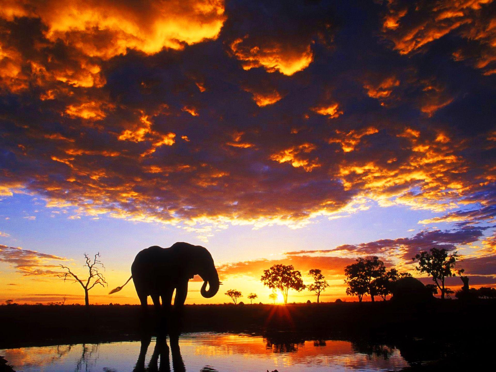 African Safari Wallpapers