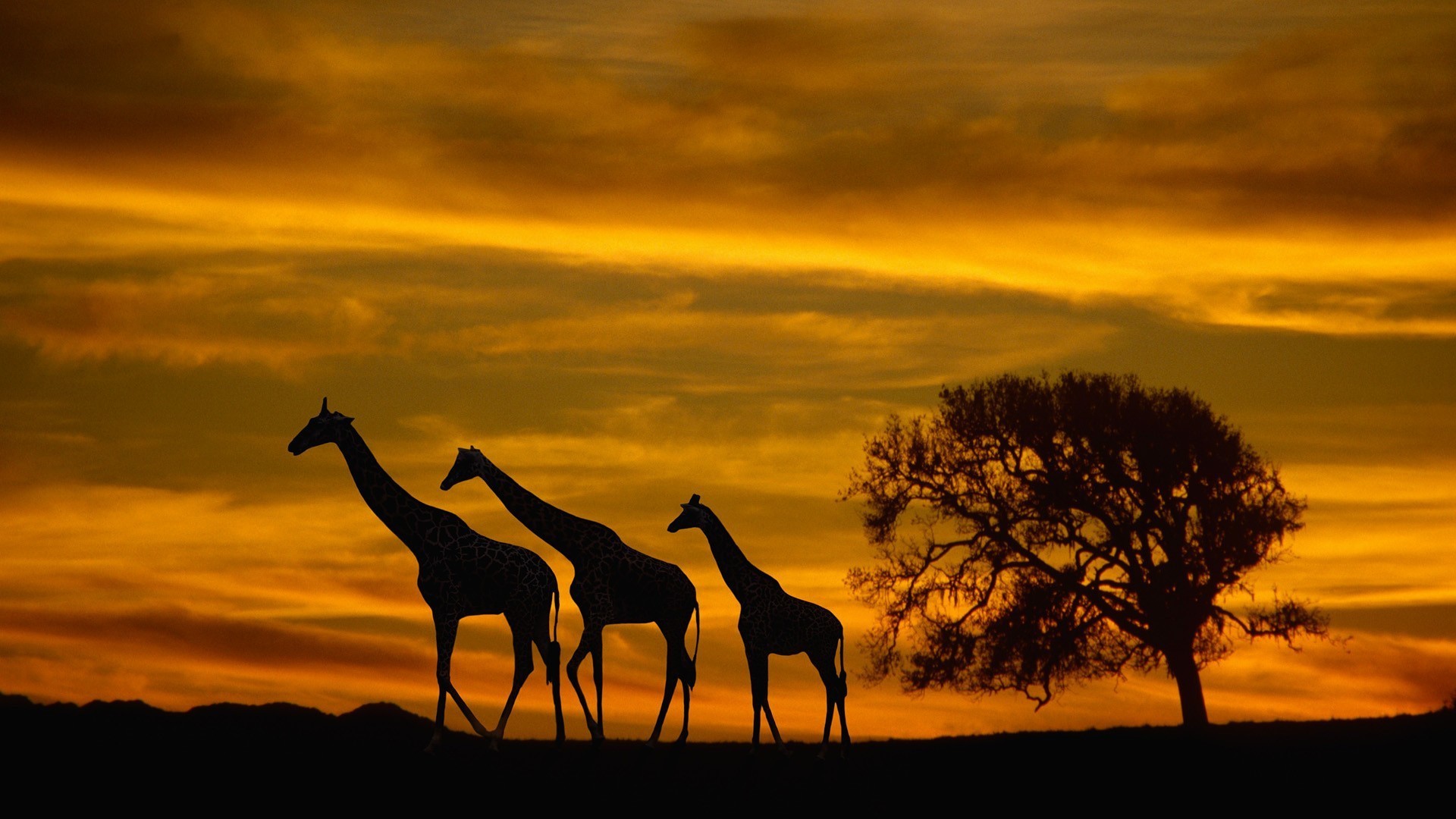 African Sunset Wallpapers