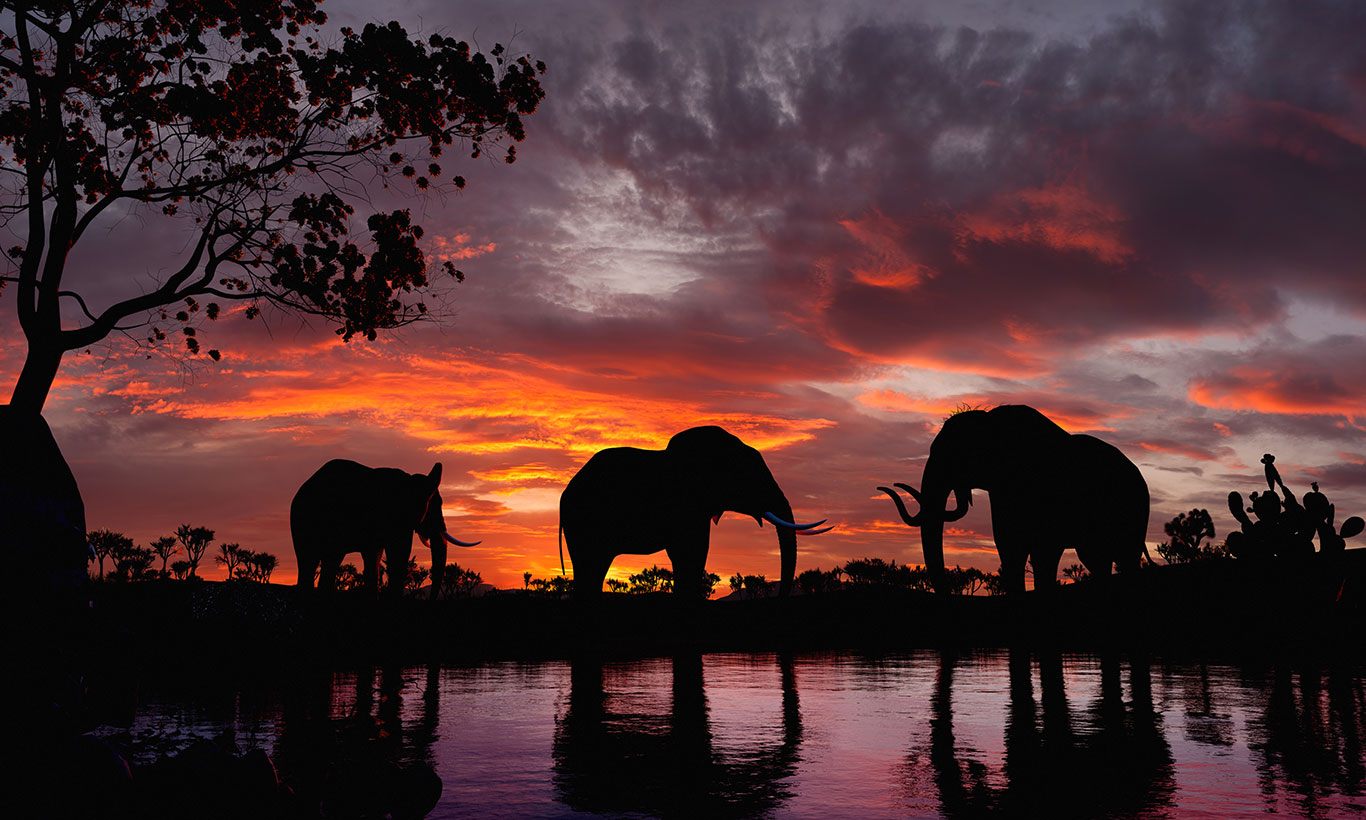 African Sunset Wallpapers