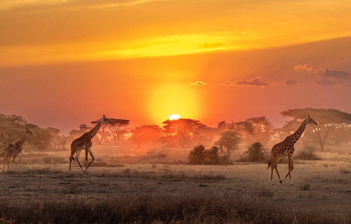 African Wallpapers