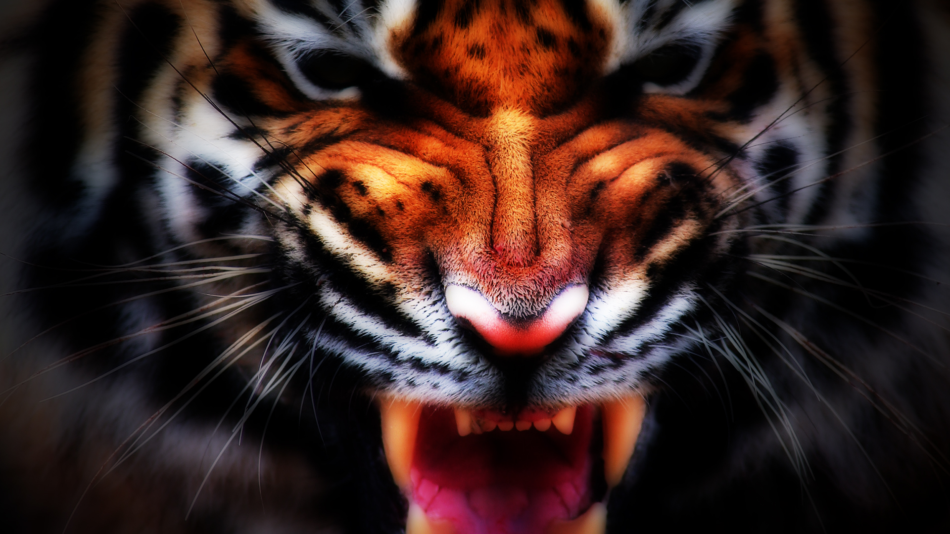 Aggressive Tiger Wallpapers