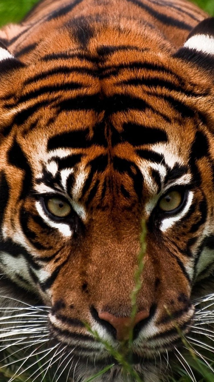 Aggressive Tiger Wallpapers