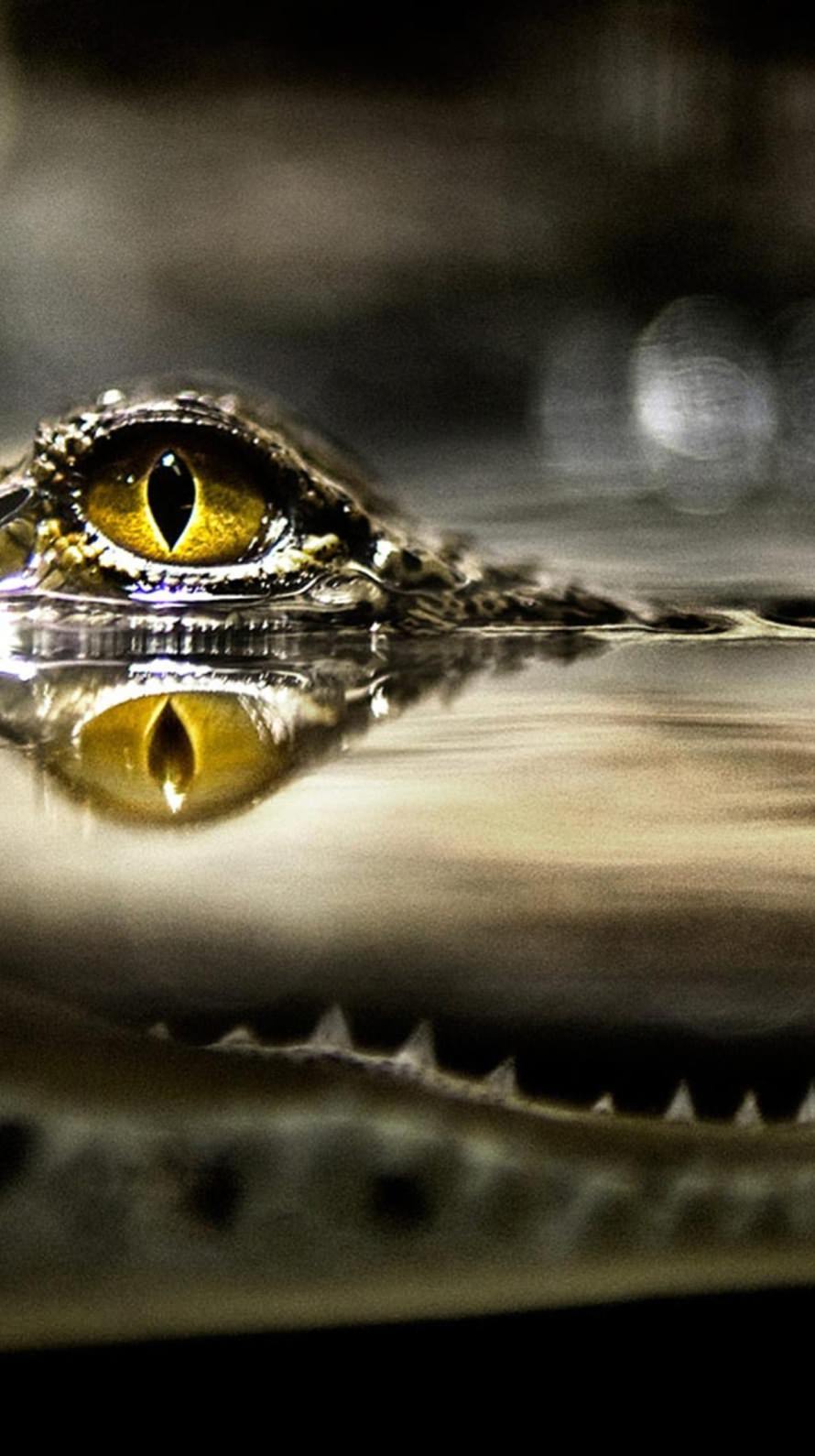 Alligator Iphone Wallpapers