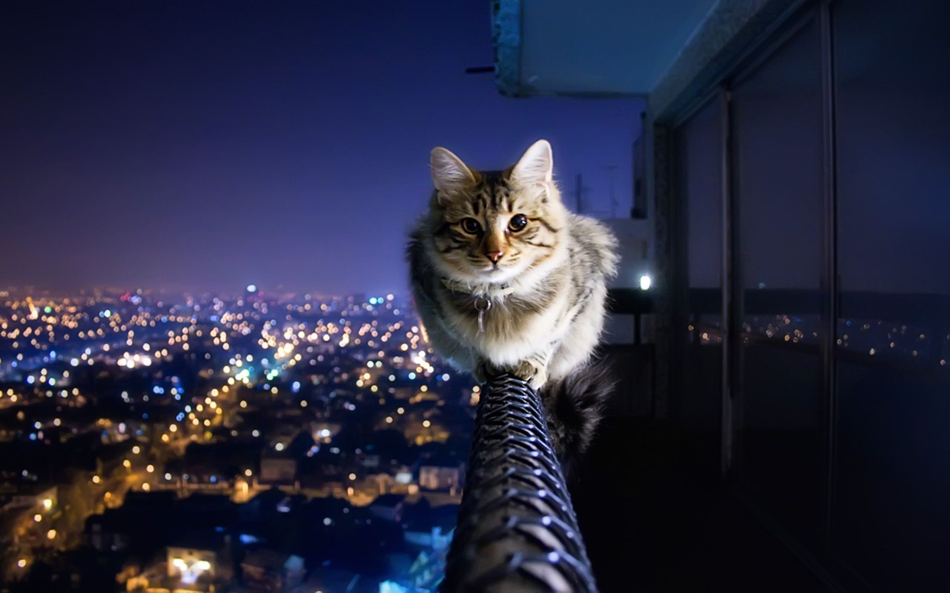 Amazing Cat Wallpapers