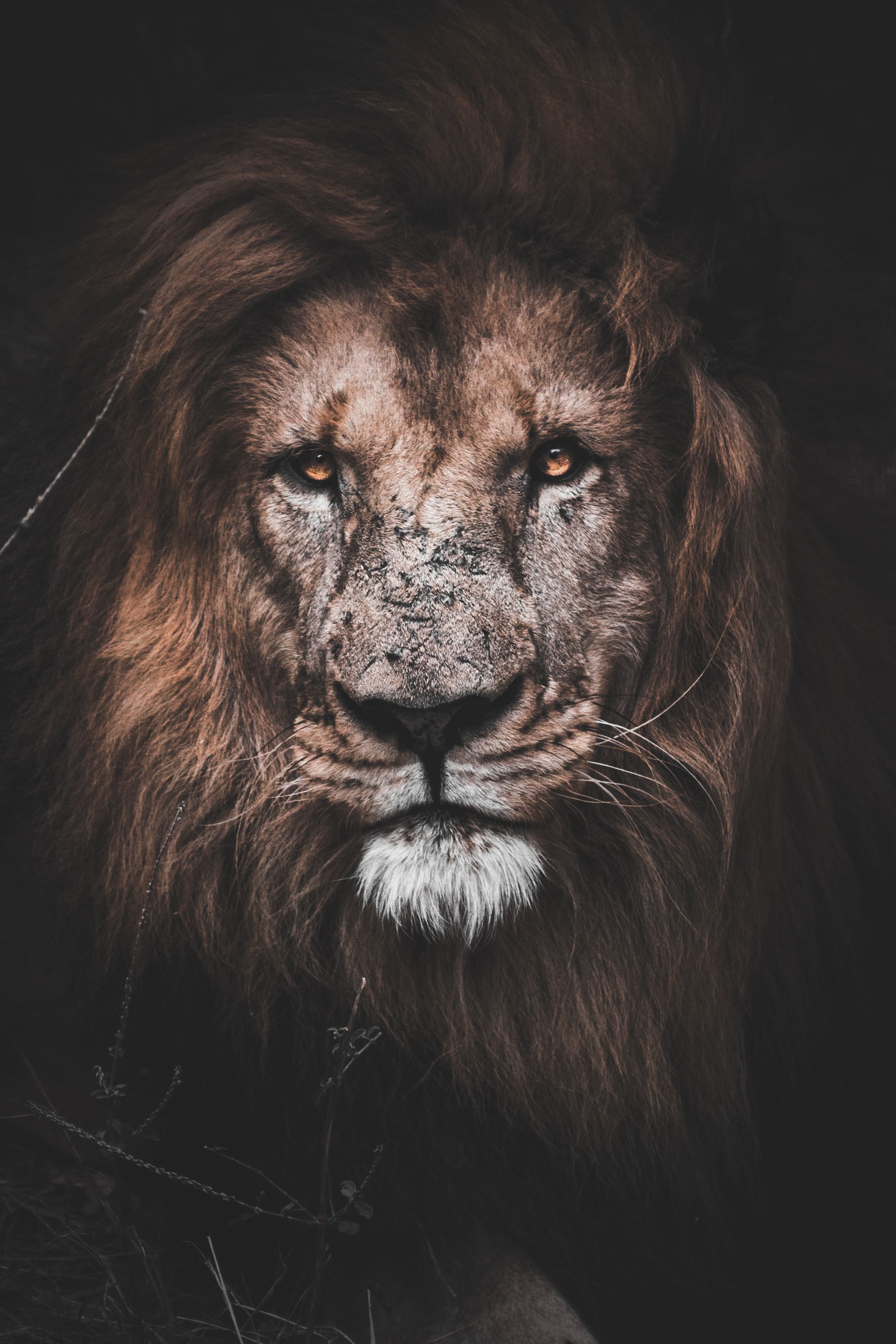 Amazing Lion Wallpapers