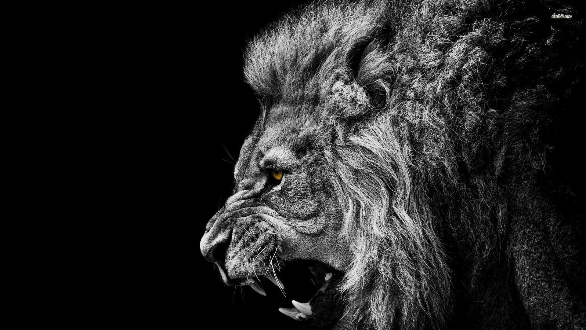 Amazing Lion Wallpapers