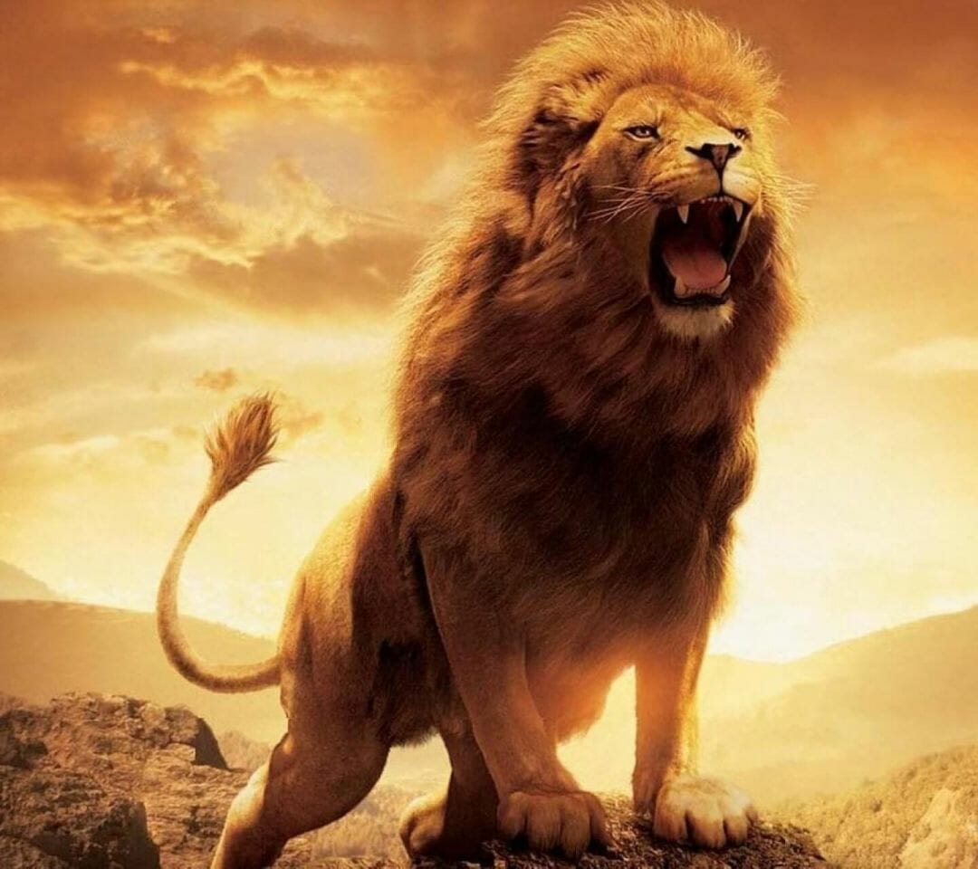 Amazing Lion Wallpapers