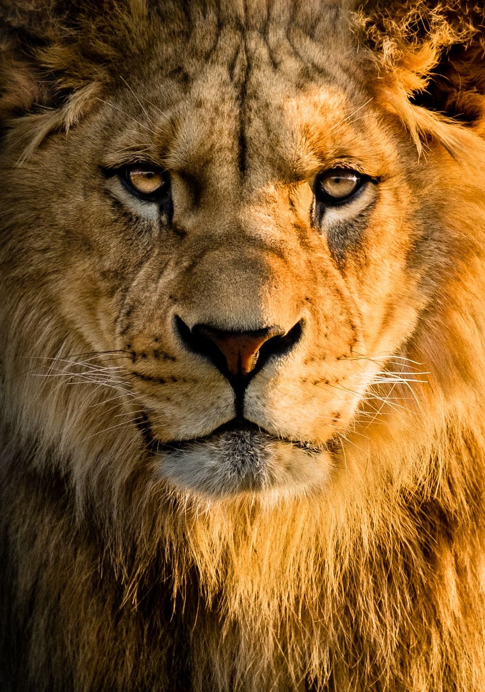 Amazing Lion Wallpapers